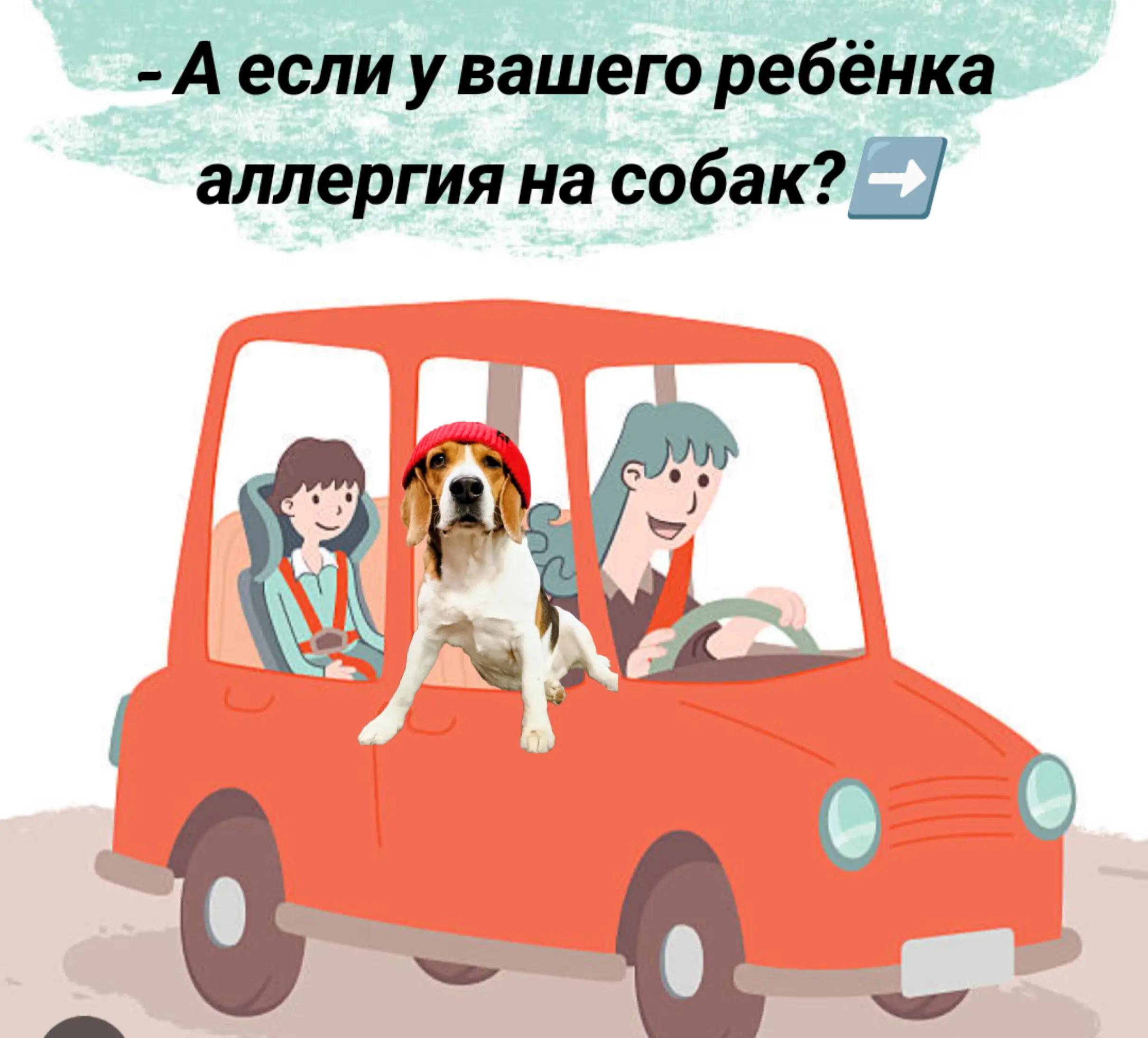 @Бигль Сэм и его семья.