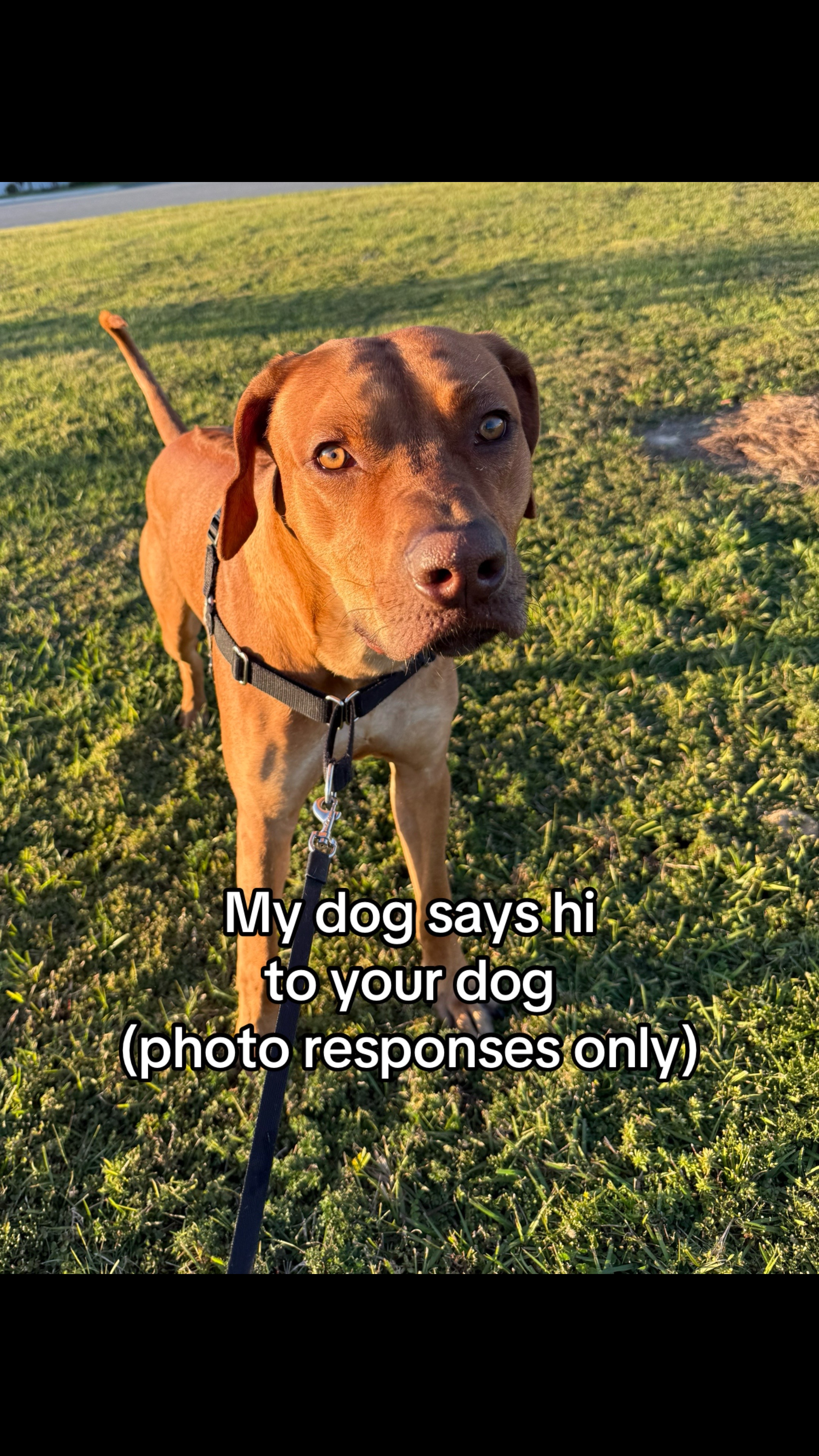 @Blue the Ridgeback