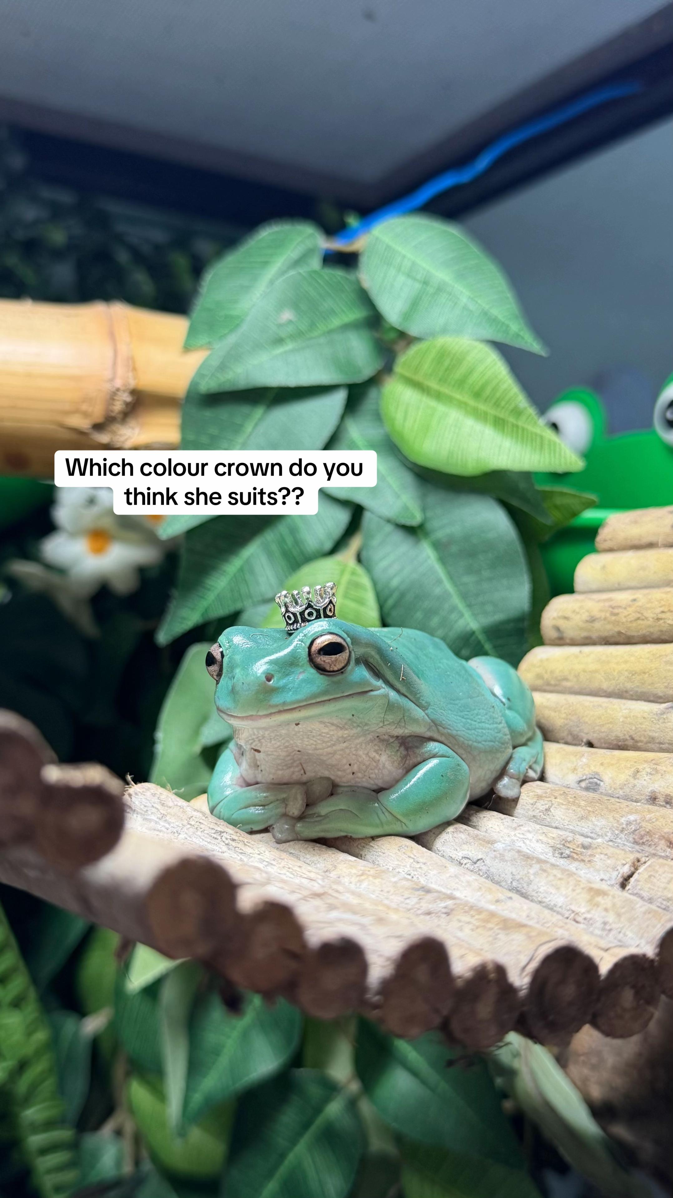 @frogsandoddities