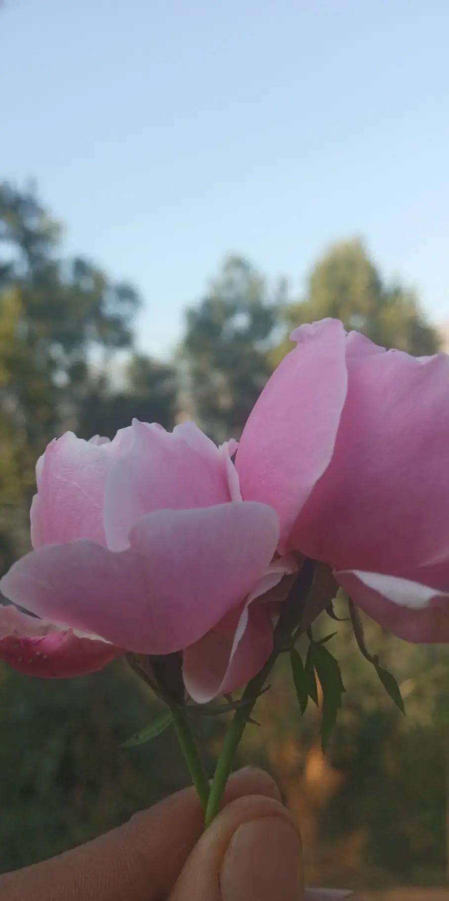 @Anupa magarni