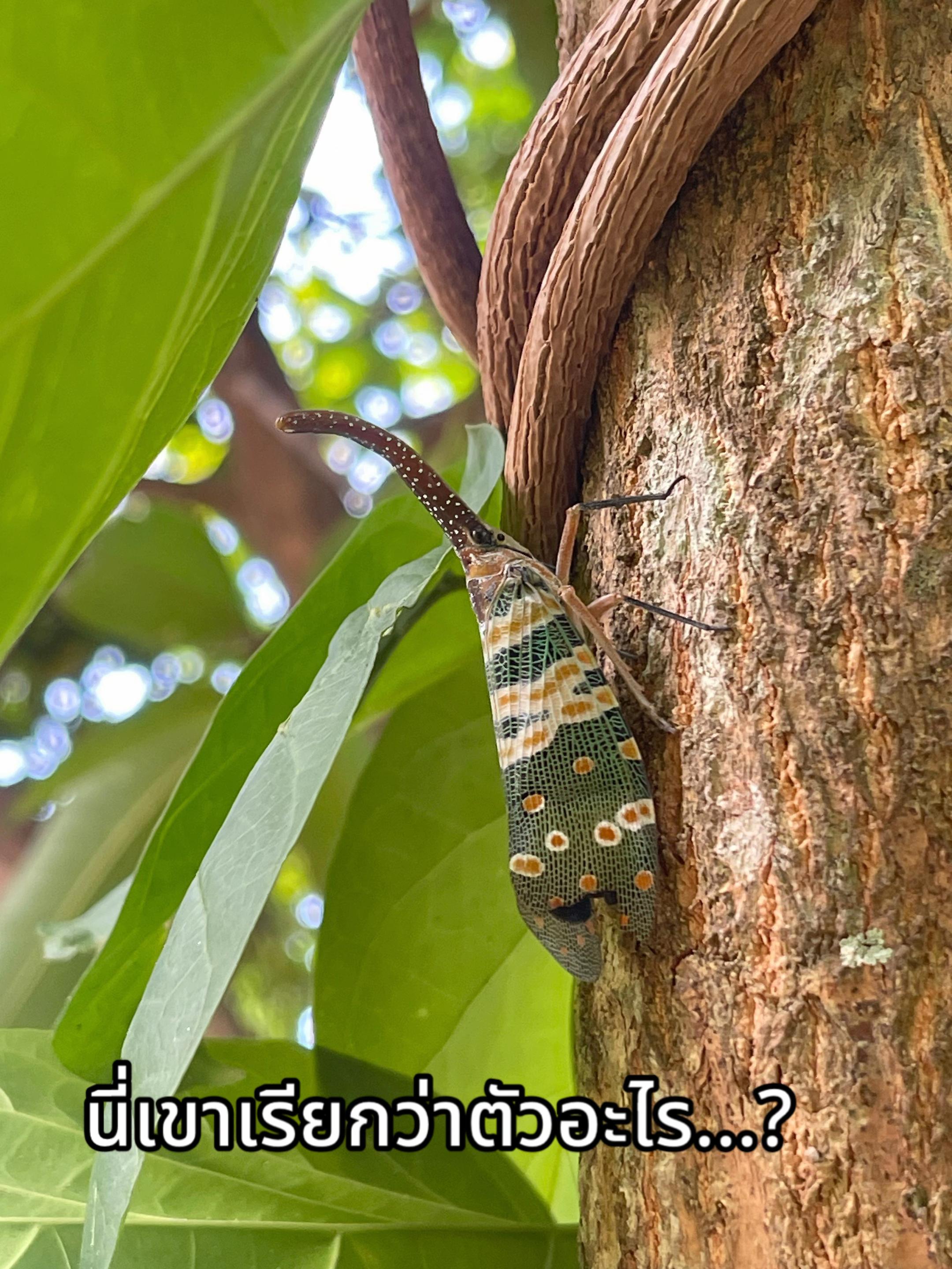 @ไปเที่ยววัด