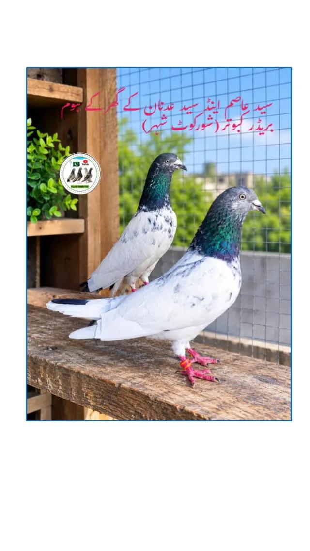 @village pigeons point