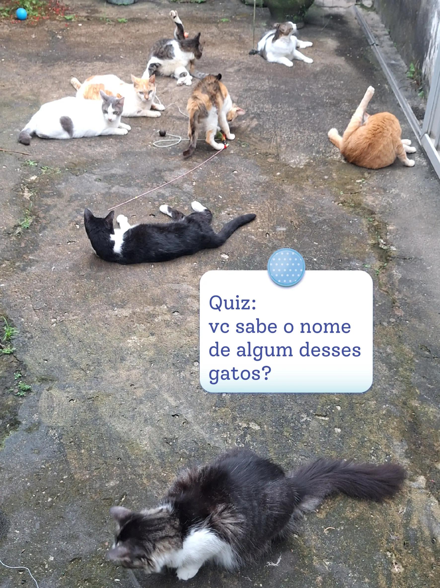 @casa dos gatos