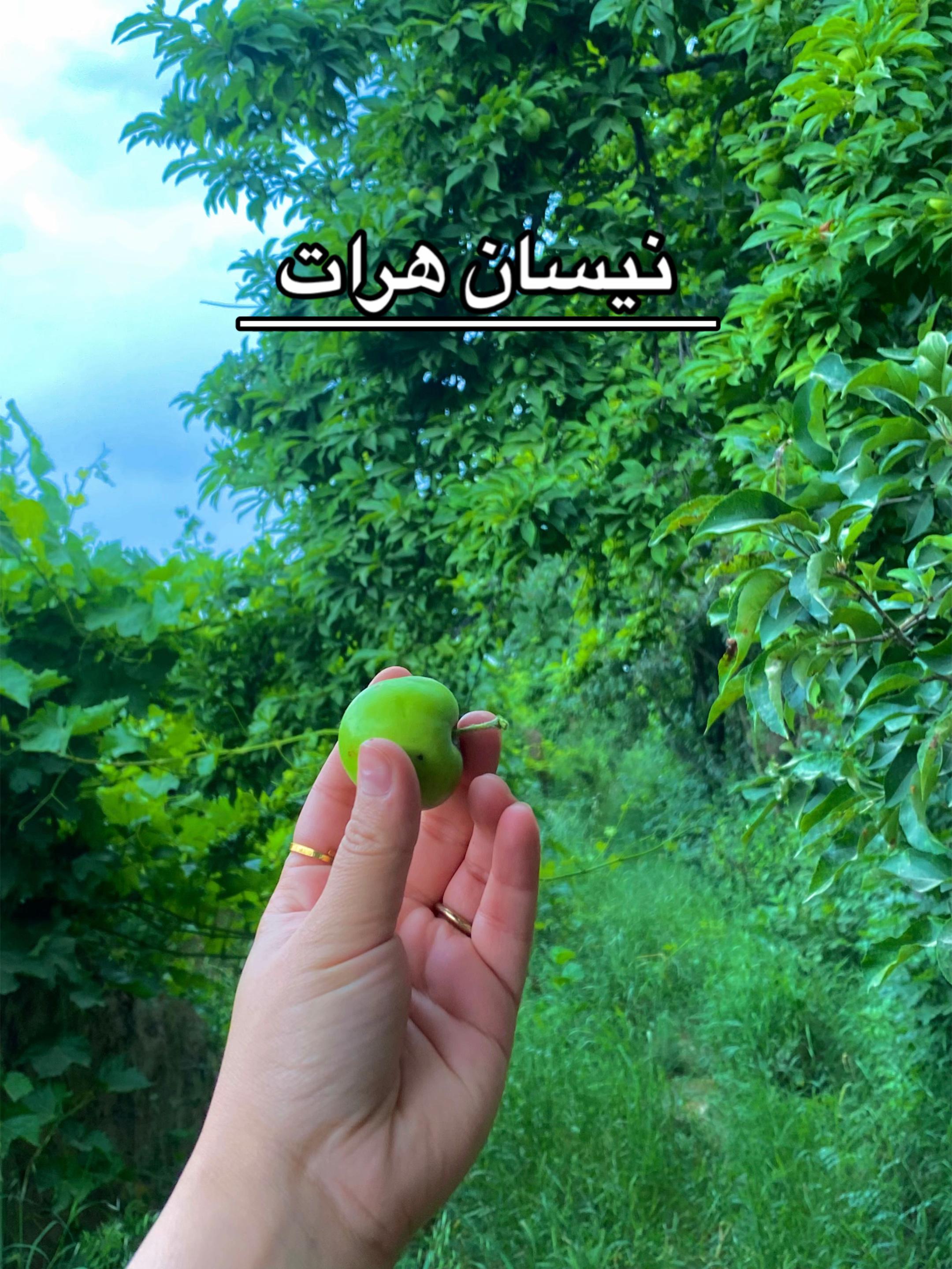 @__yalda__
