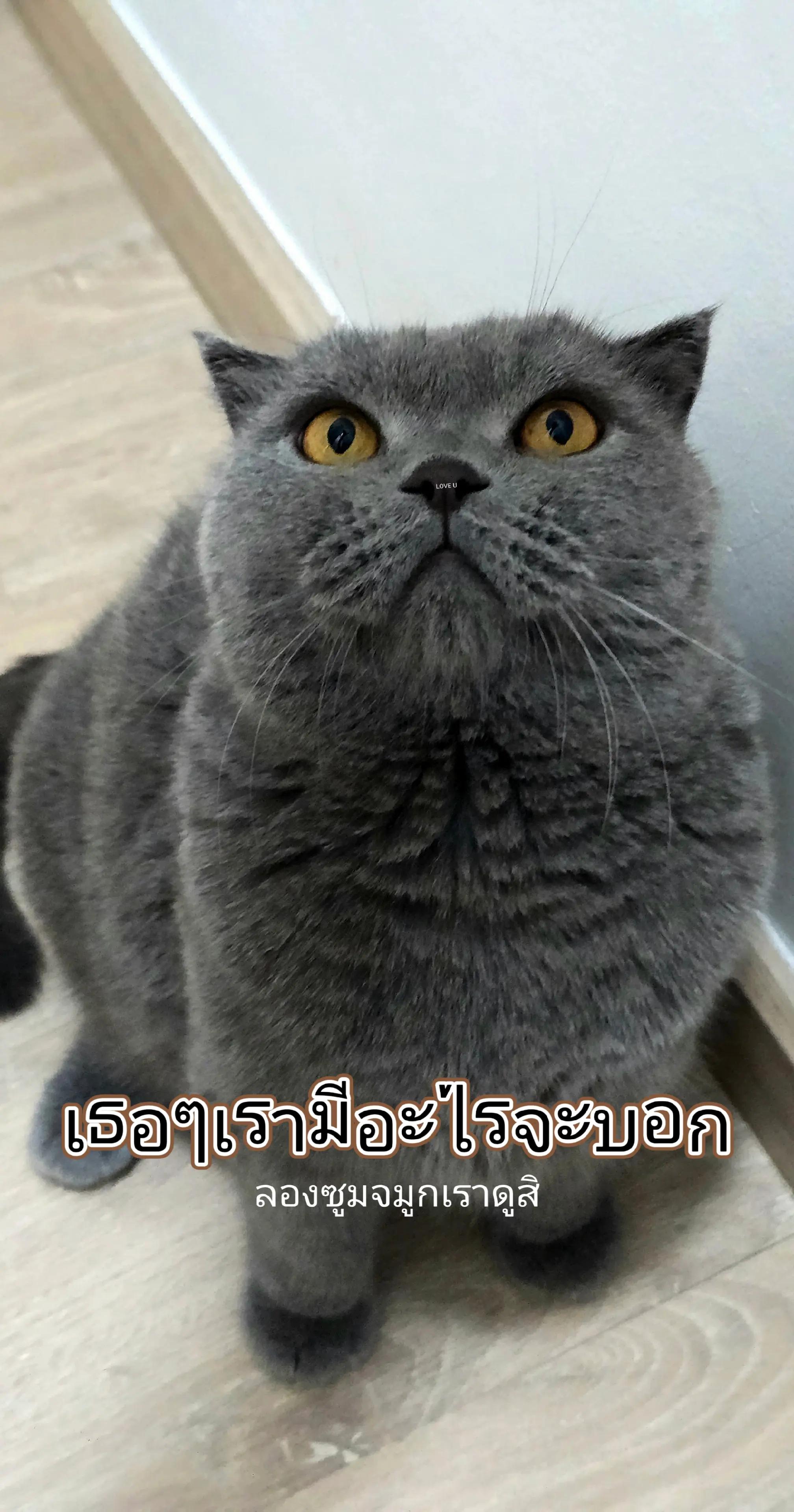 @🐈⬛ⓀⒶⒺ🐈⬛