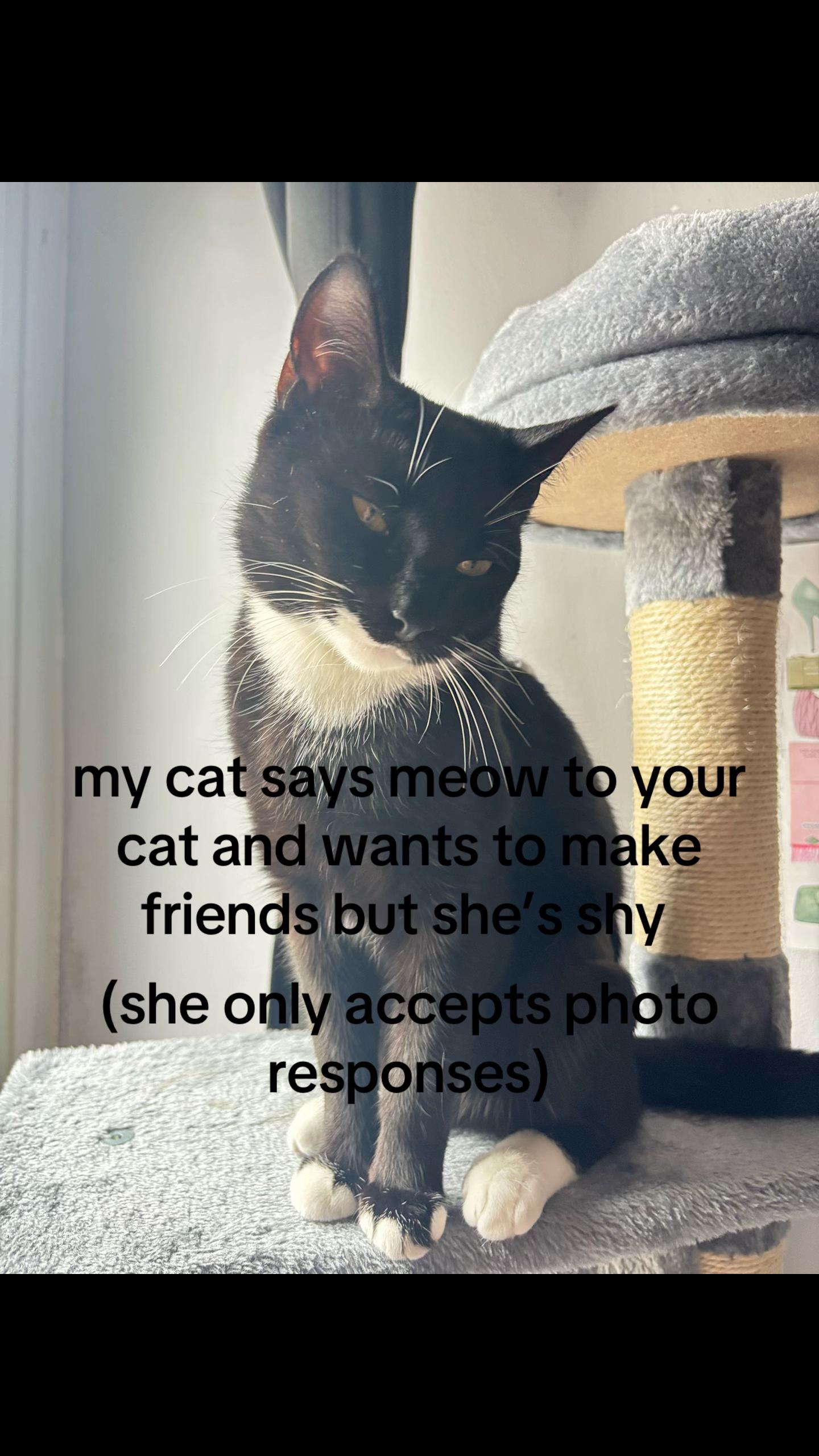 @frankiethetuxedocat_
