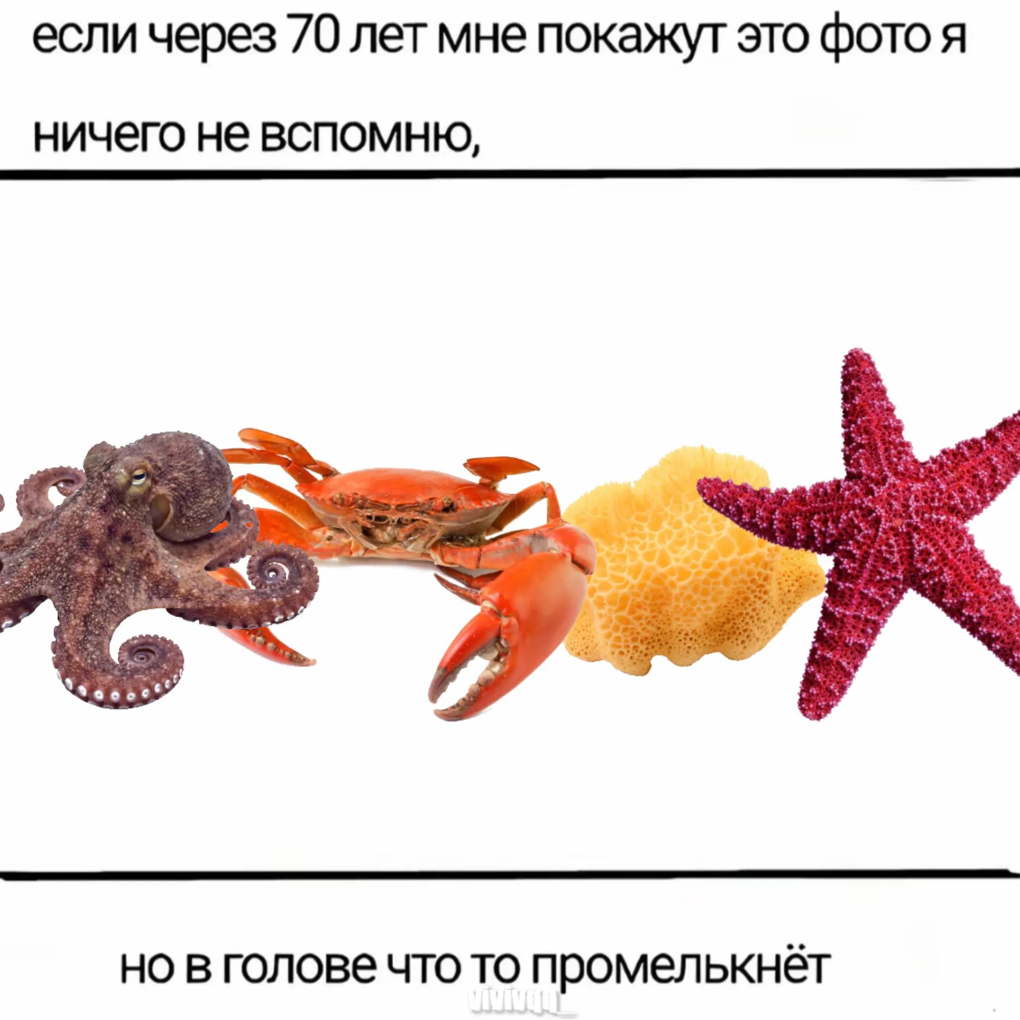 @виви комахиновна