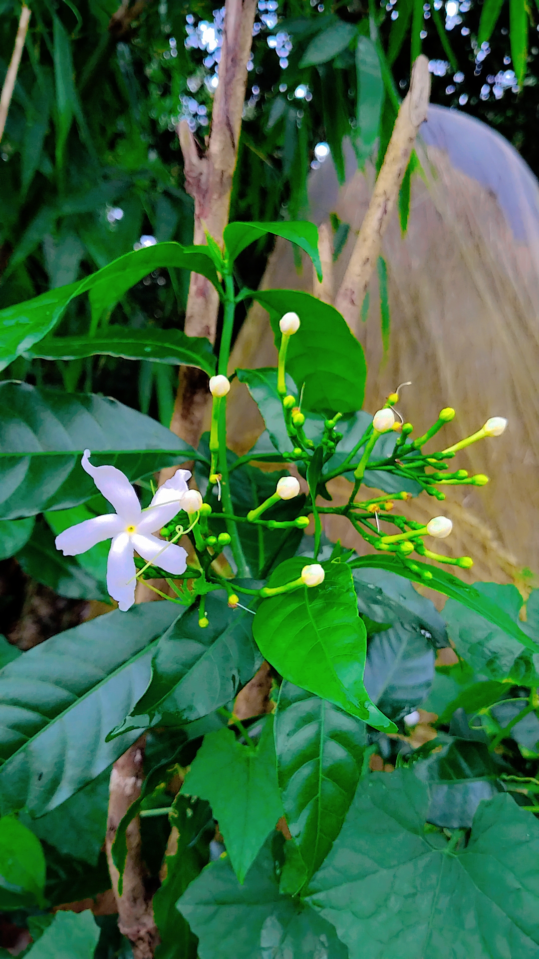 @🦋🦋দ্বীপান্বিতা🦋🦋