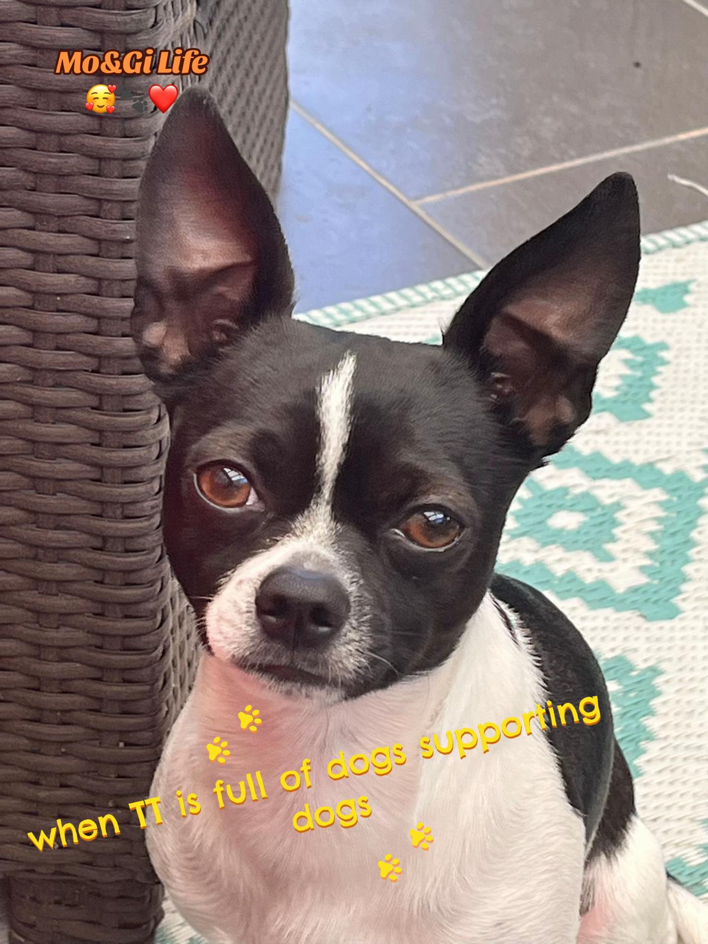 @Mo&Gi Life 🐾❤️🥰