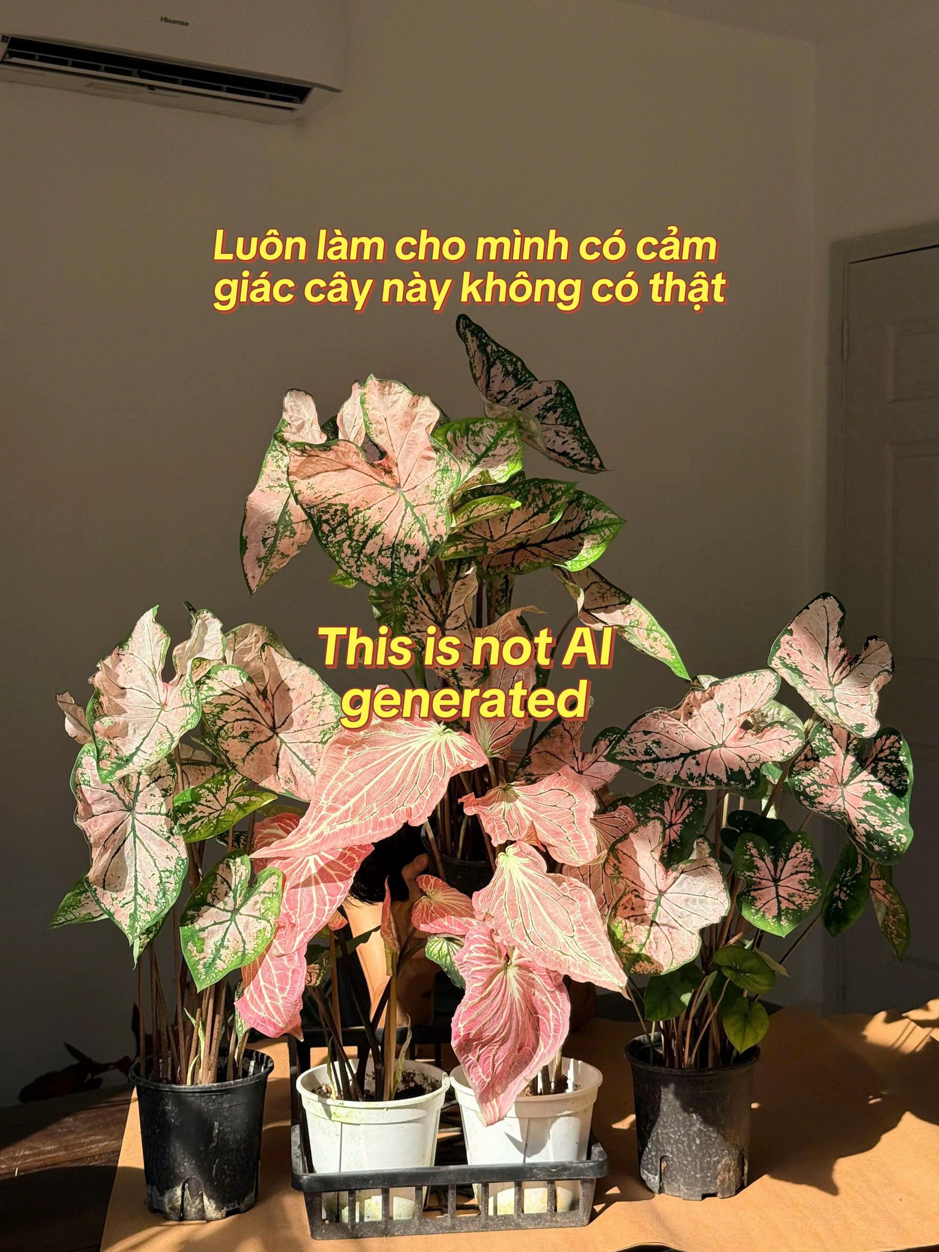 @Tú Nhi - Let's play plant