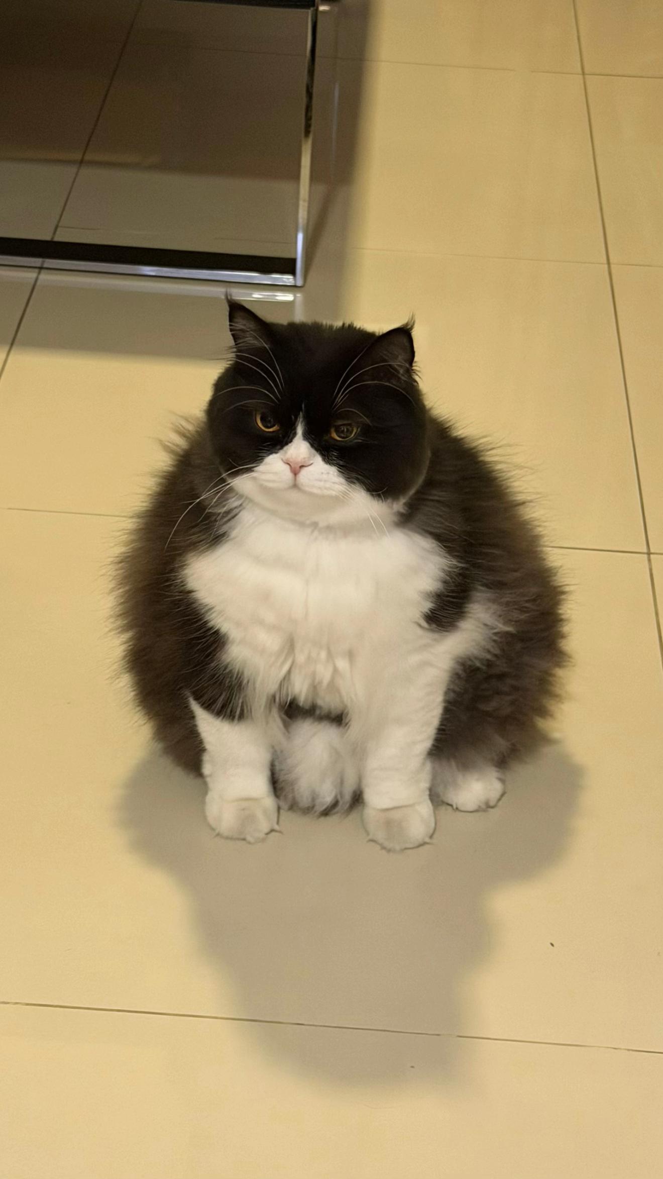 @Bucin cat