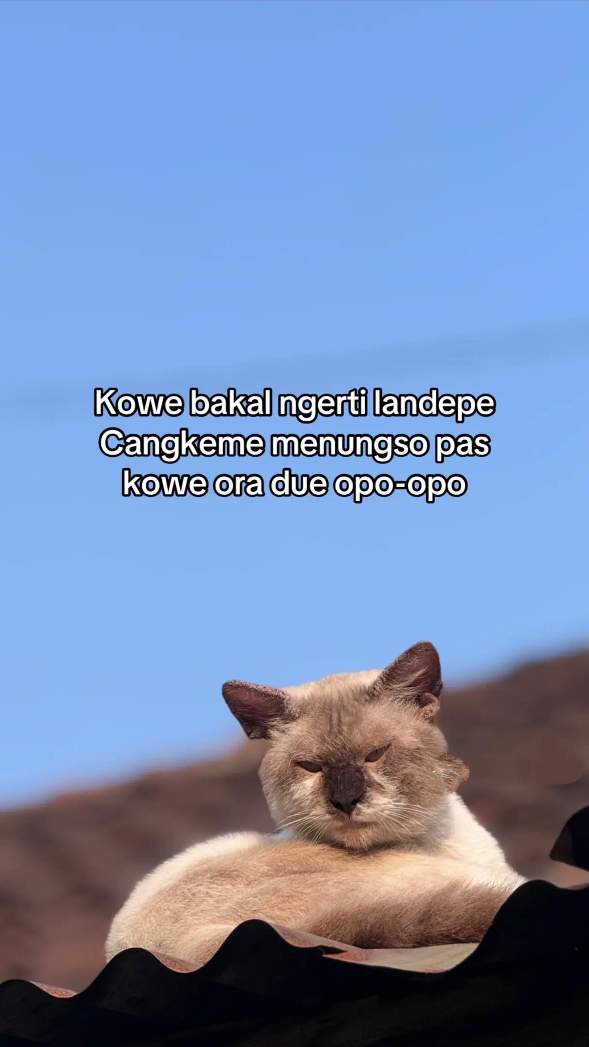 @𝙉𝙖𝙟𝙬𝙖 𝘼𝙡 𝘼𝙨𝙨𝙮𝙞𝙛𝙖