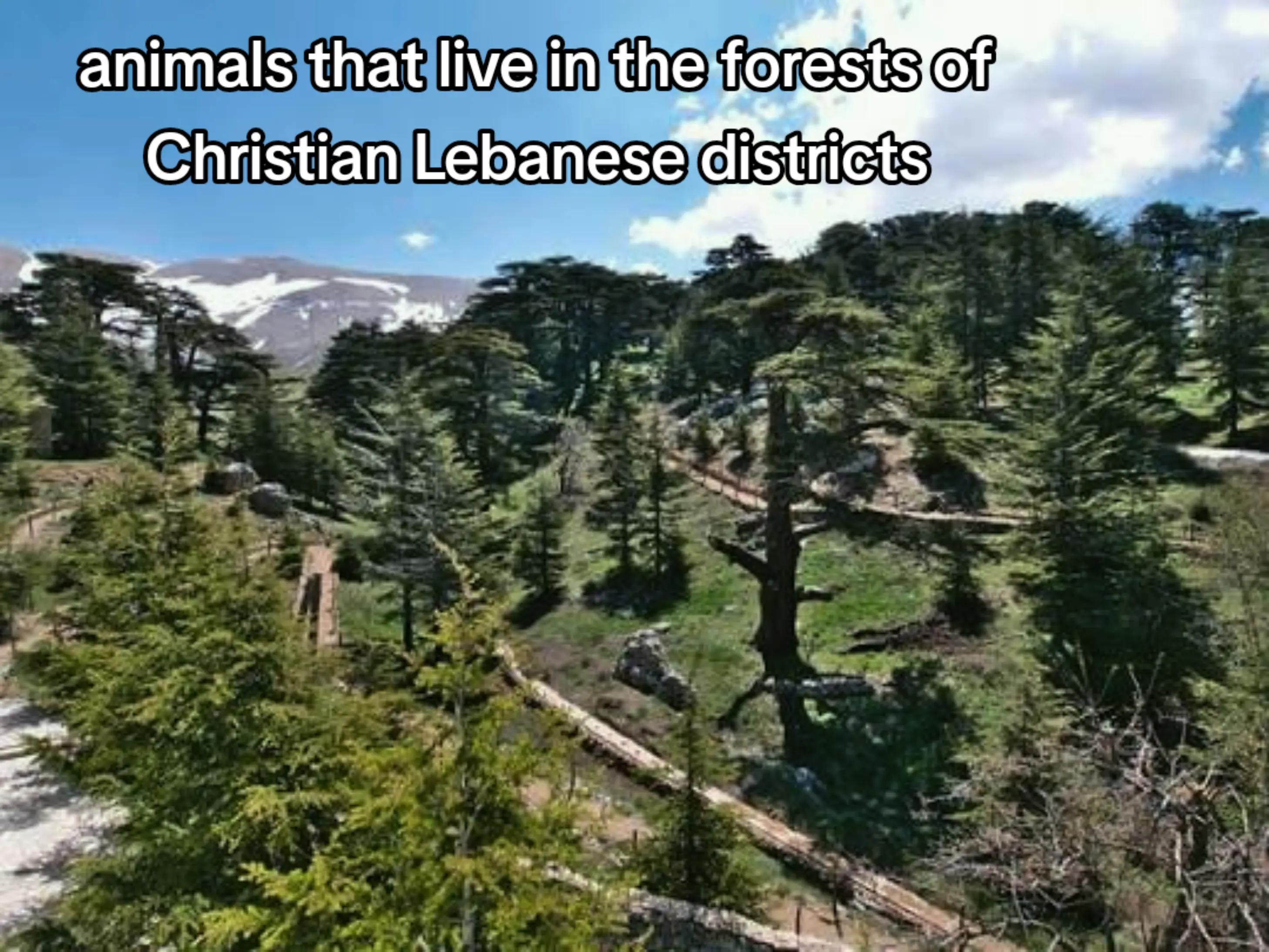 @maronite_lebo_🇱🇧✝️