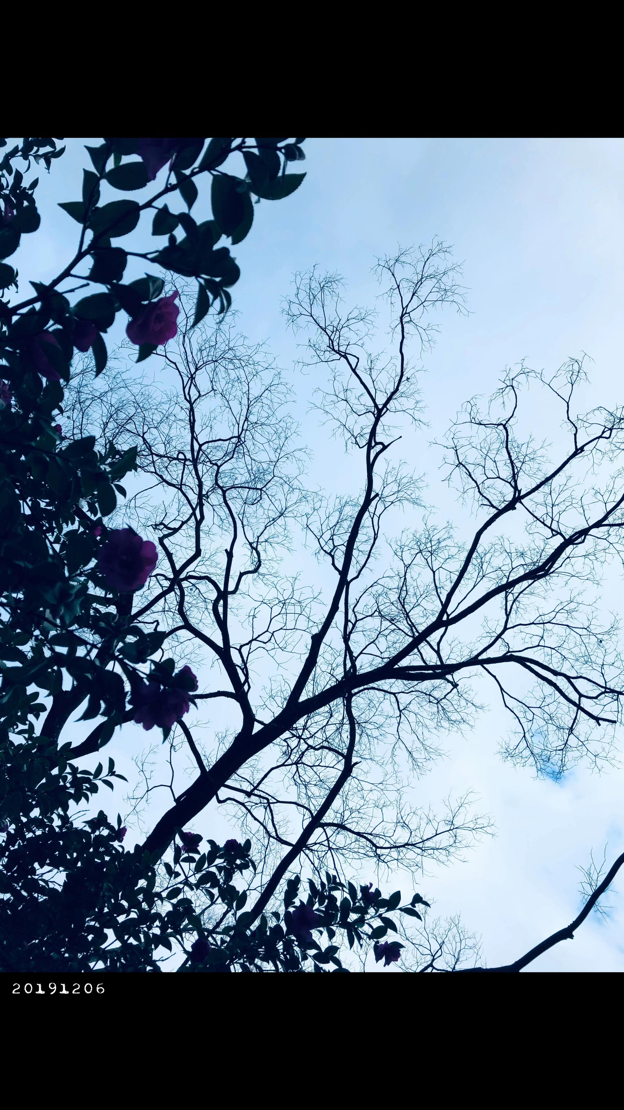 @芥子川
