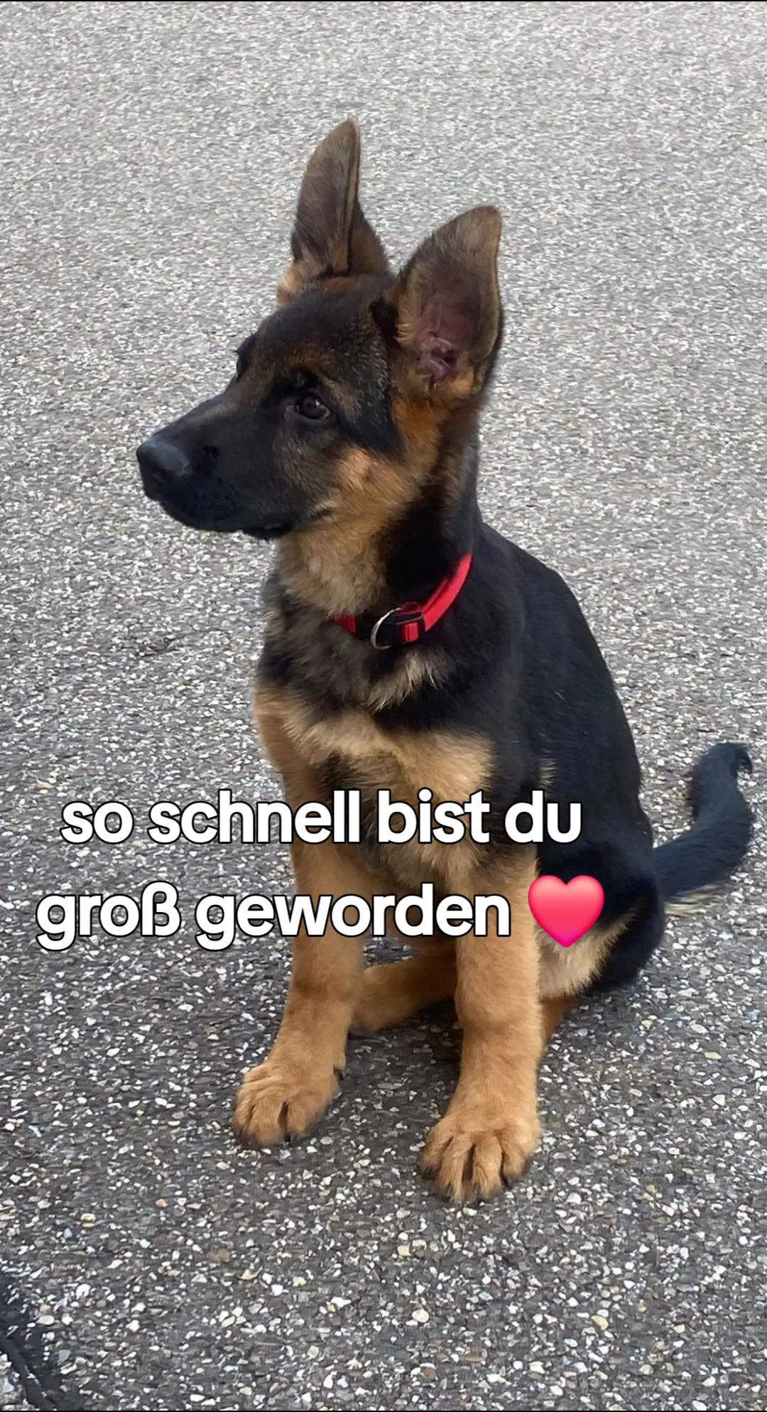 @Sonja Zoran