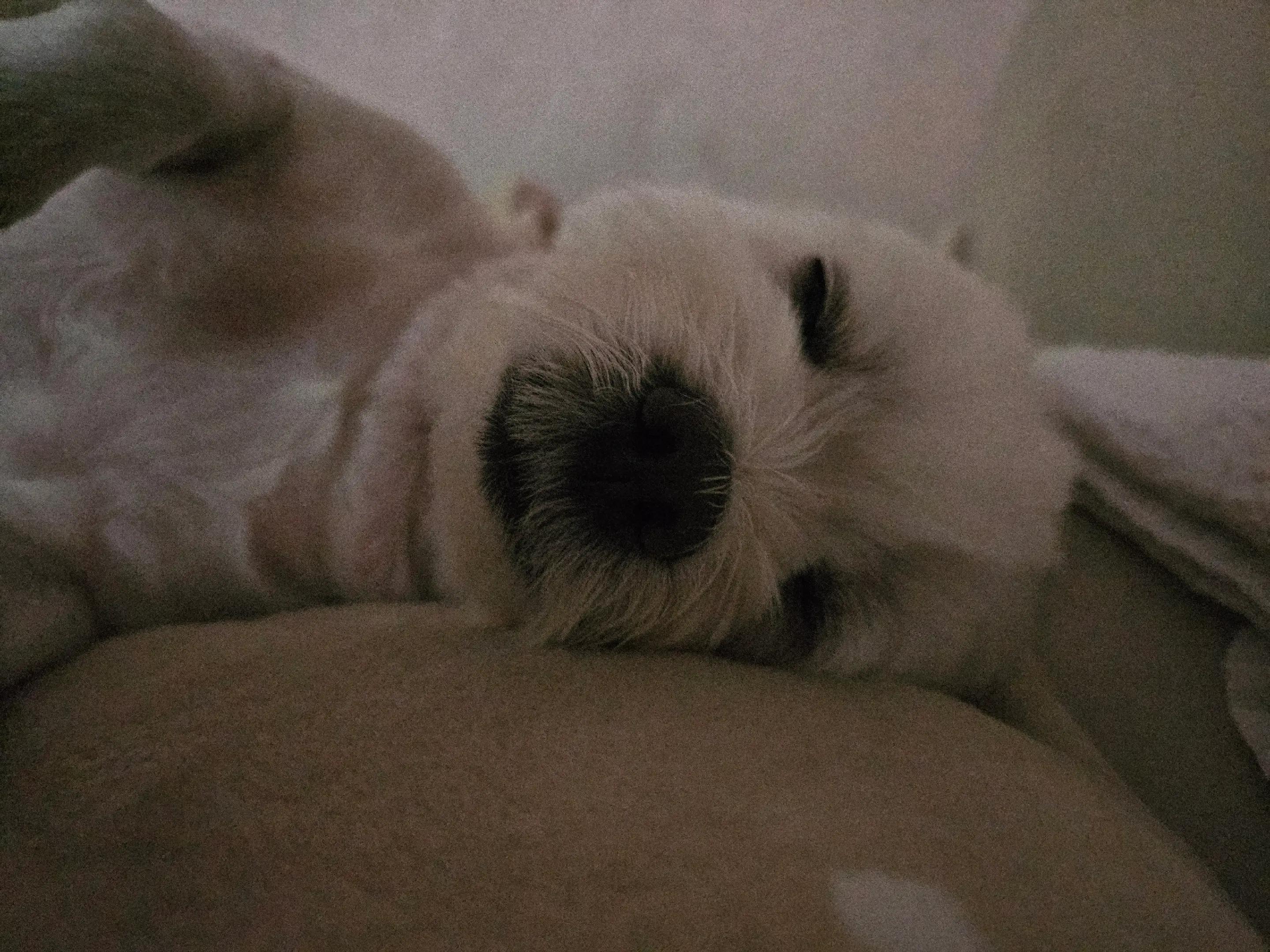 @미미에효