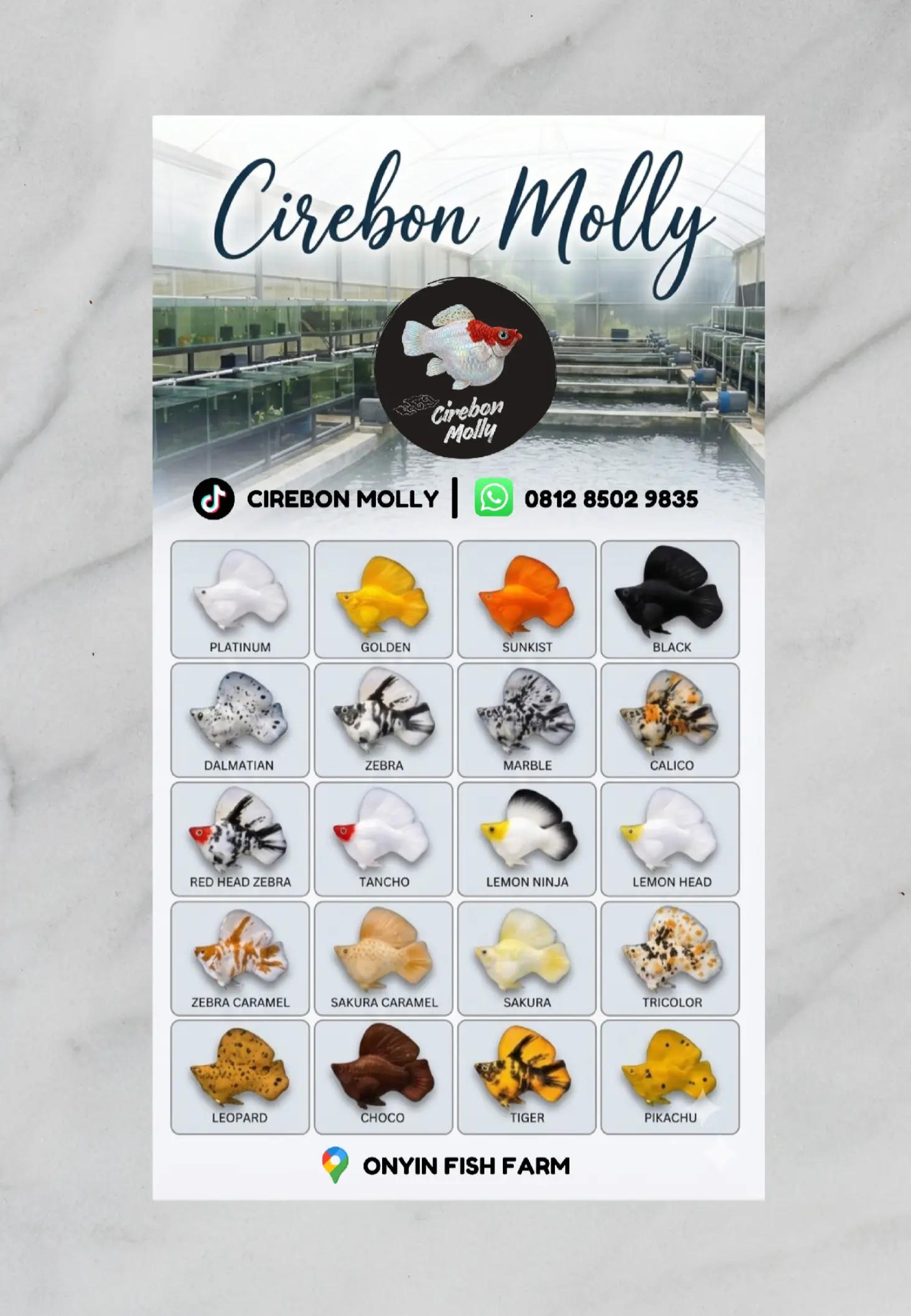 @Cirebon Molly
