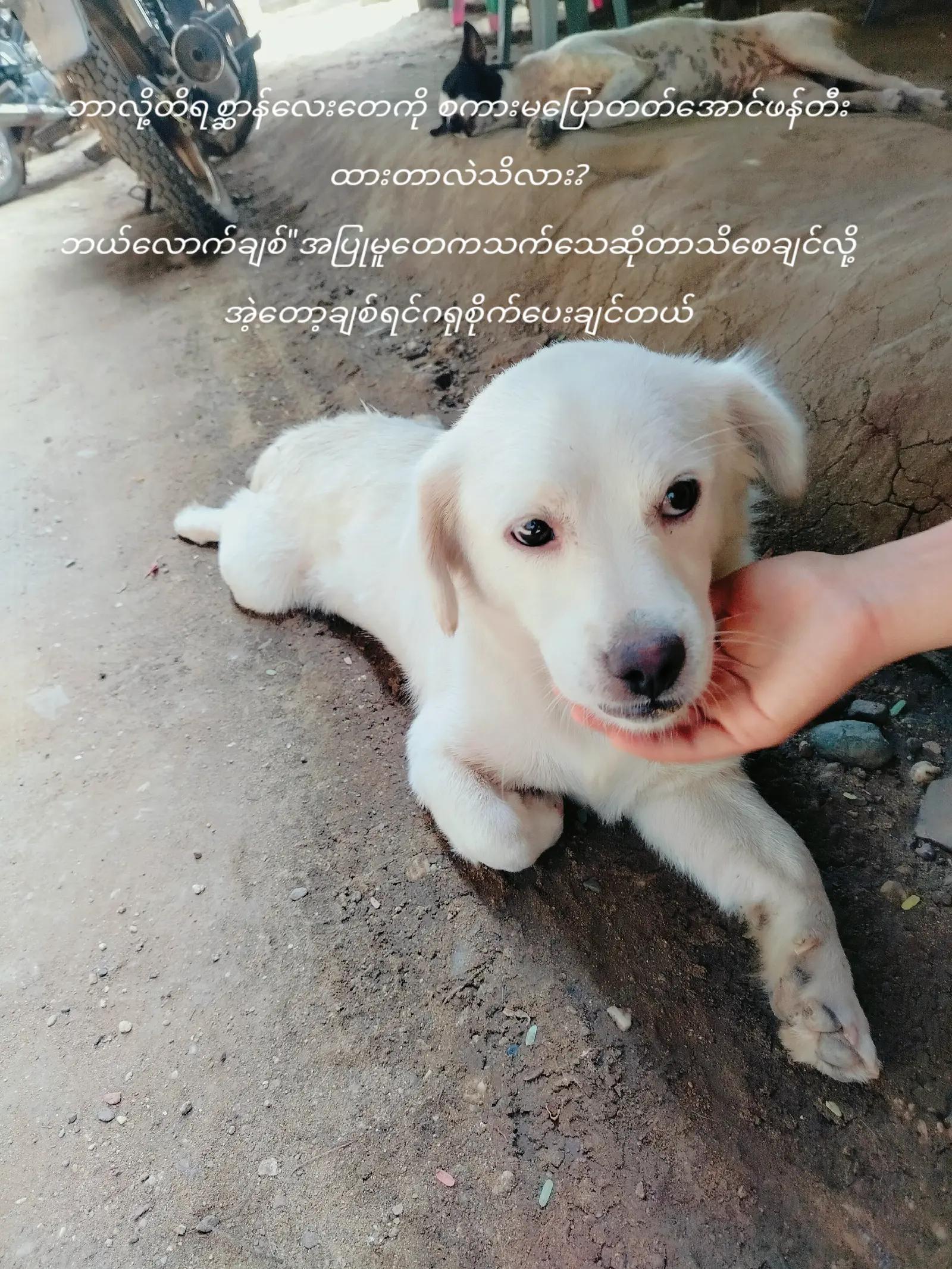 @๐ฏ๐ฝ๐พ๐๐๐ถ๐ ๐ฉ๐๐