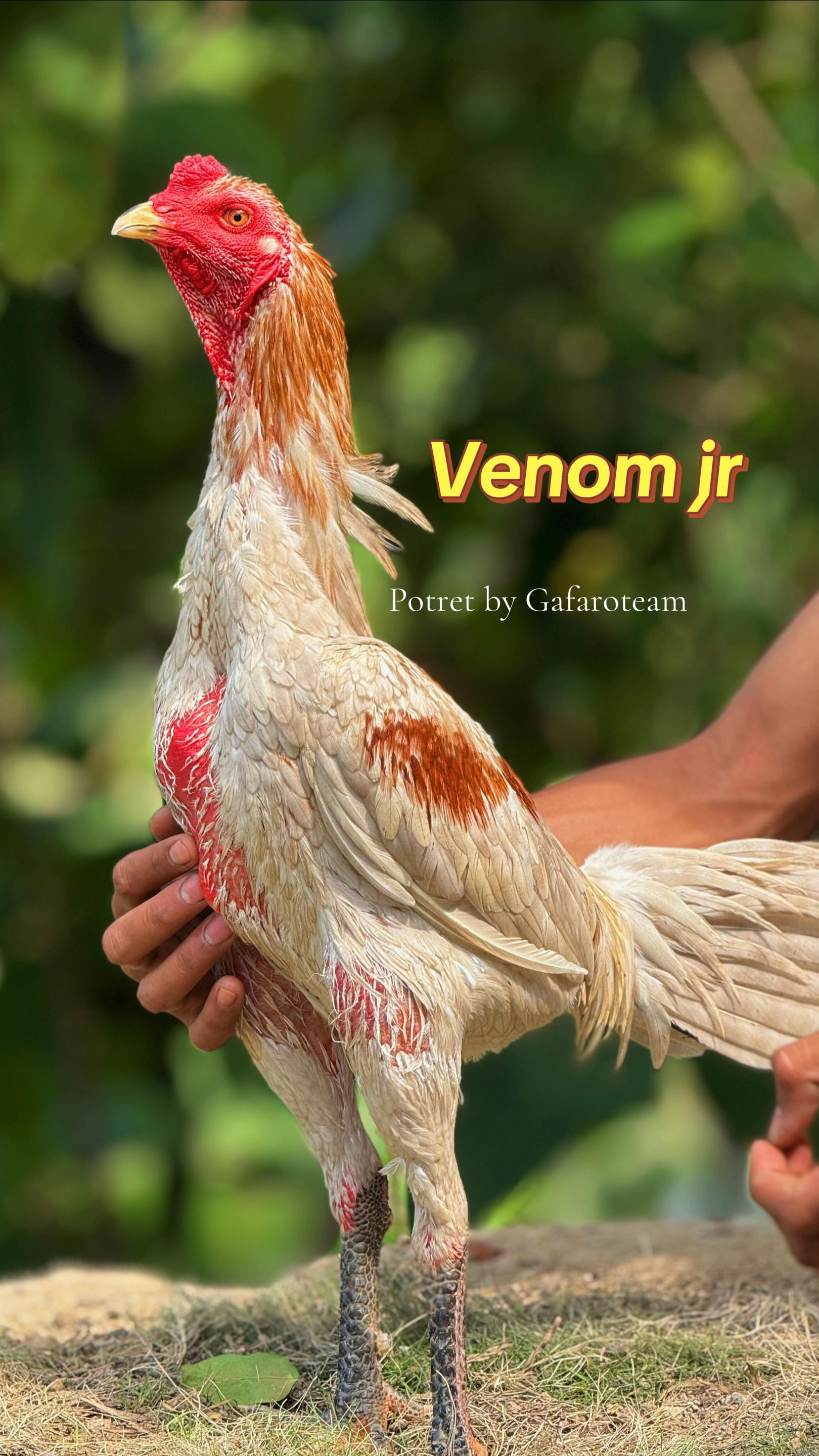 @gafaroproject123