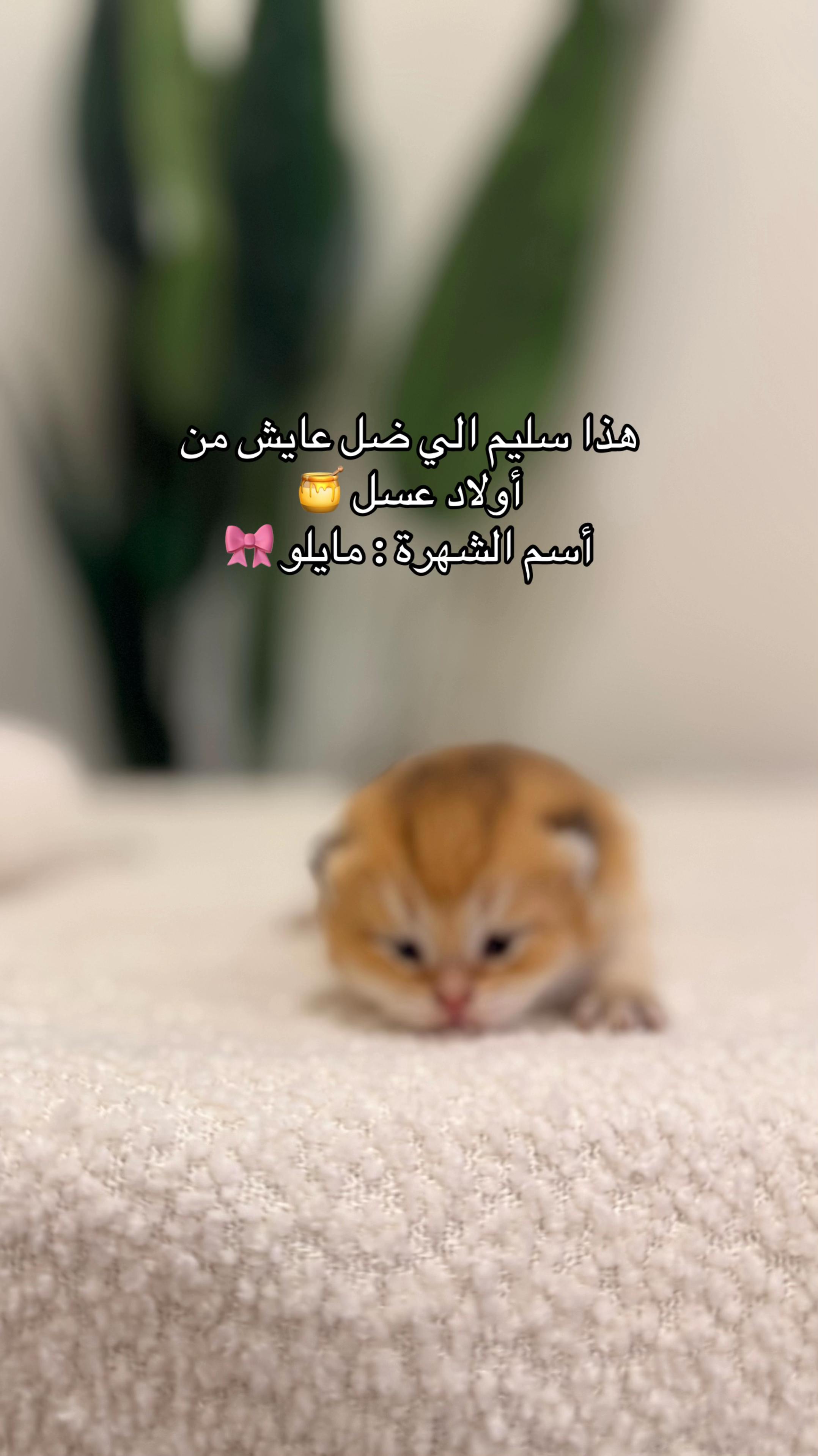 @الديموزيل ✨