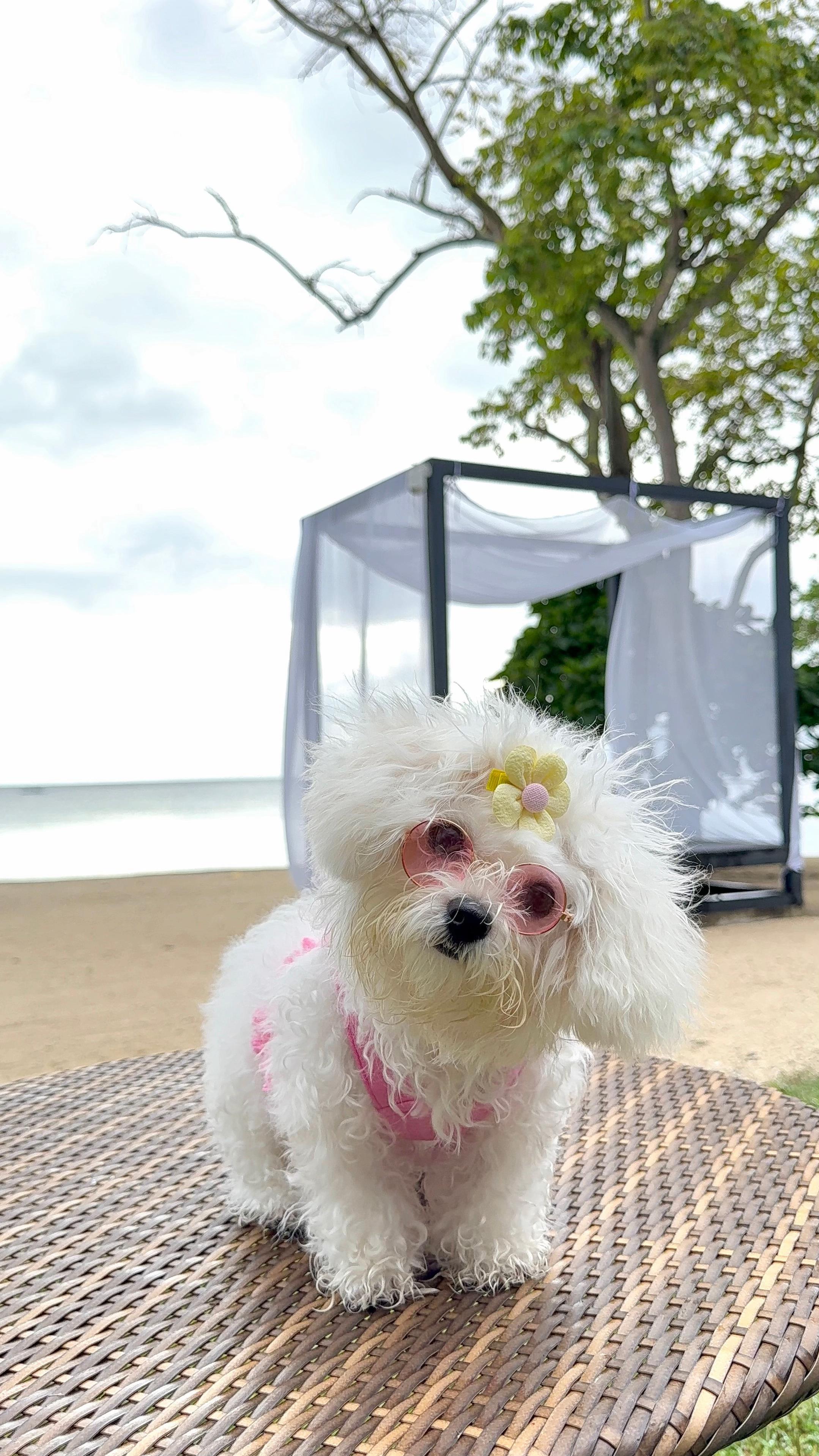 @CUCCI THE BICHON
