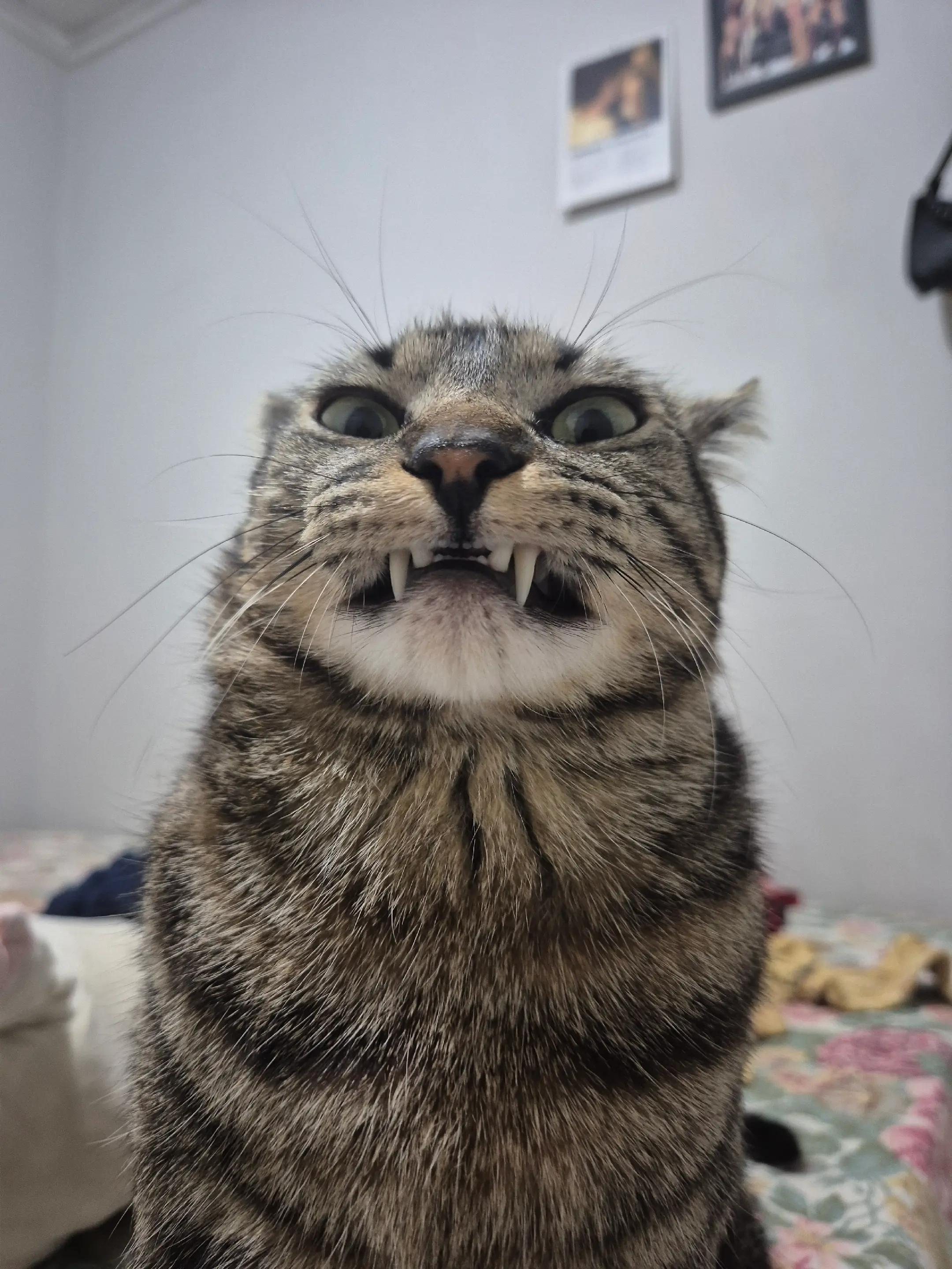 @Mushu