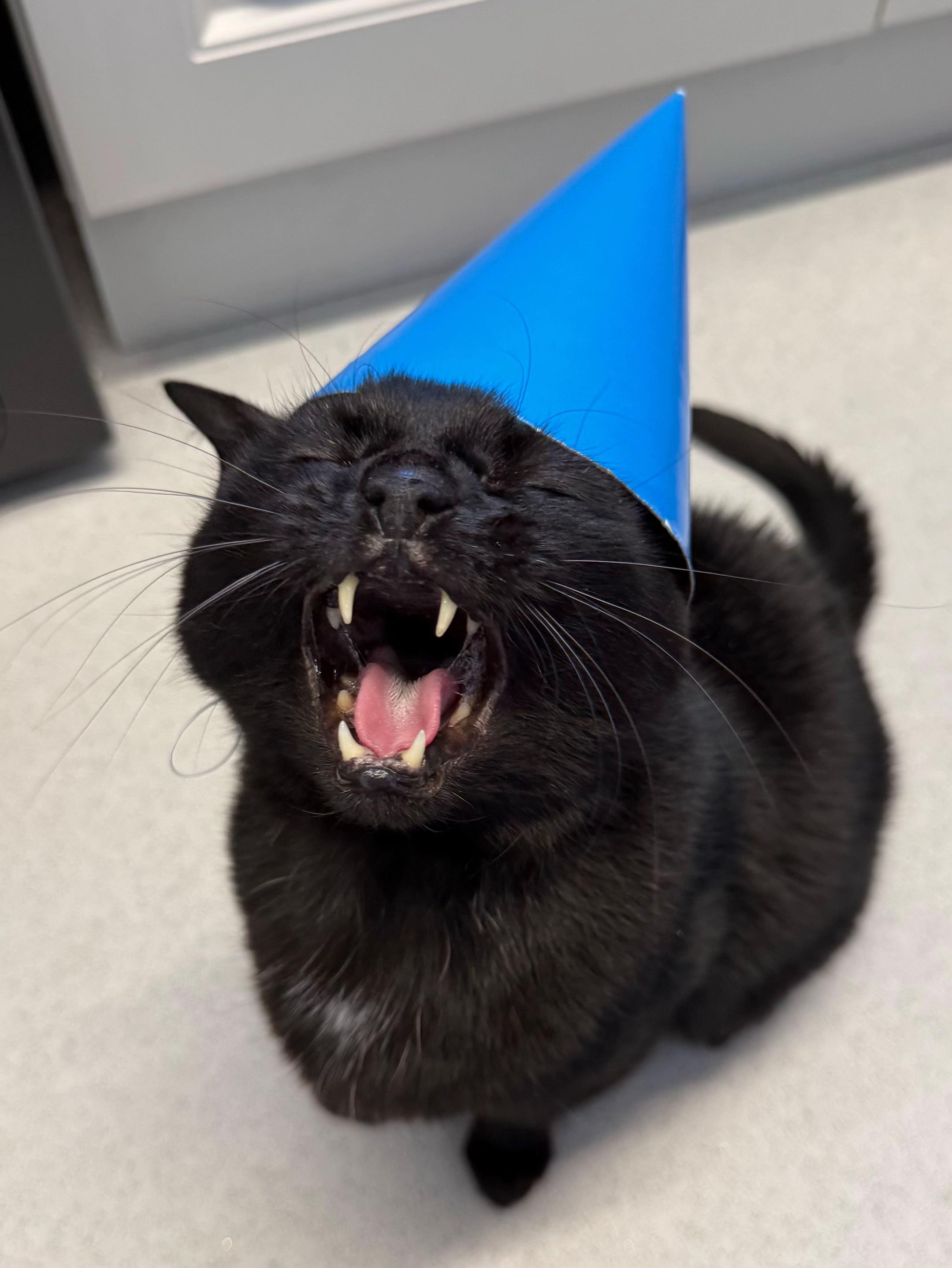 @Teefie_tribe 🐈&zwj;⬛🐈&zwj;⬛🐈🦷🦷