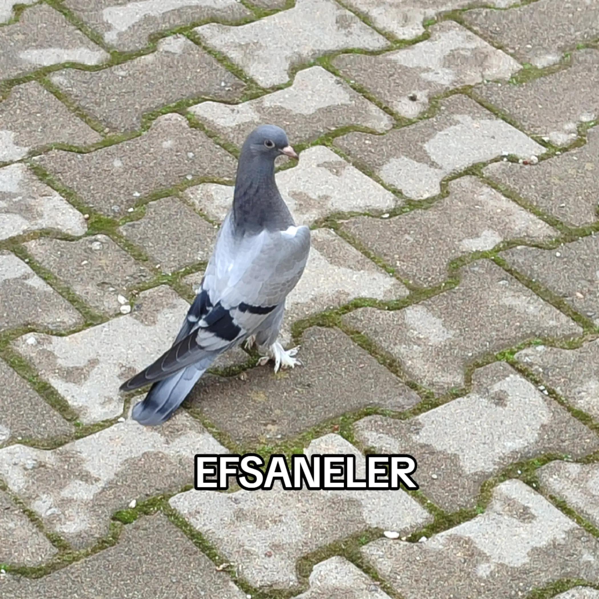 @Hacı Osman Tanrıkulu