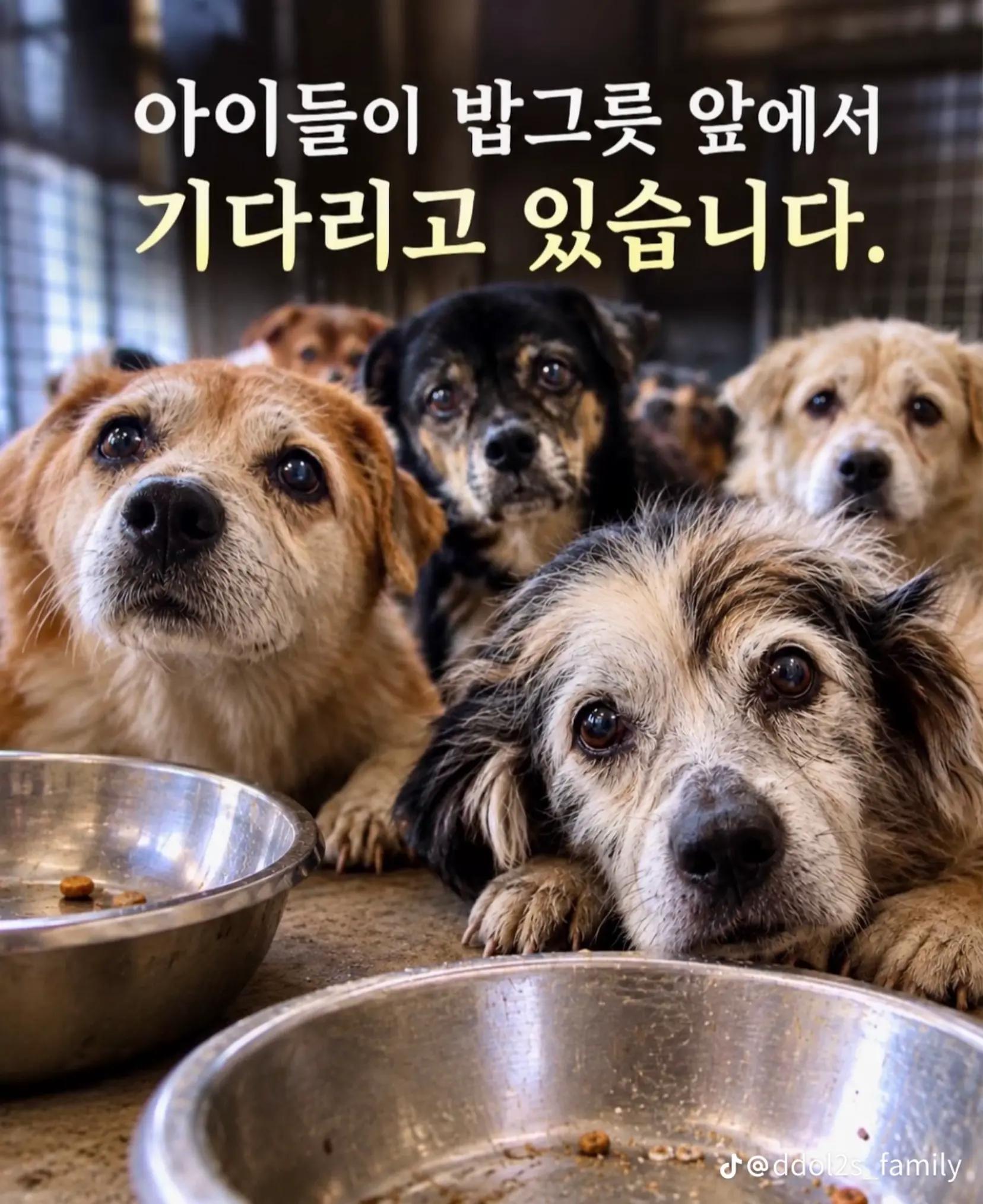 @🐶🐶엄지맘🐕&zwj;🦺🦮🐩