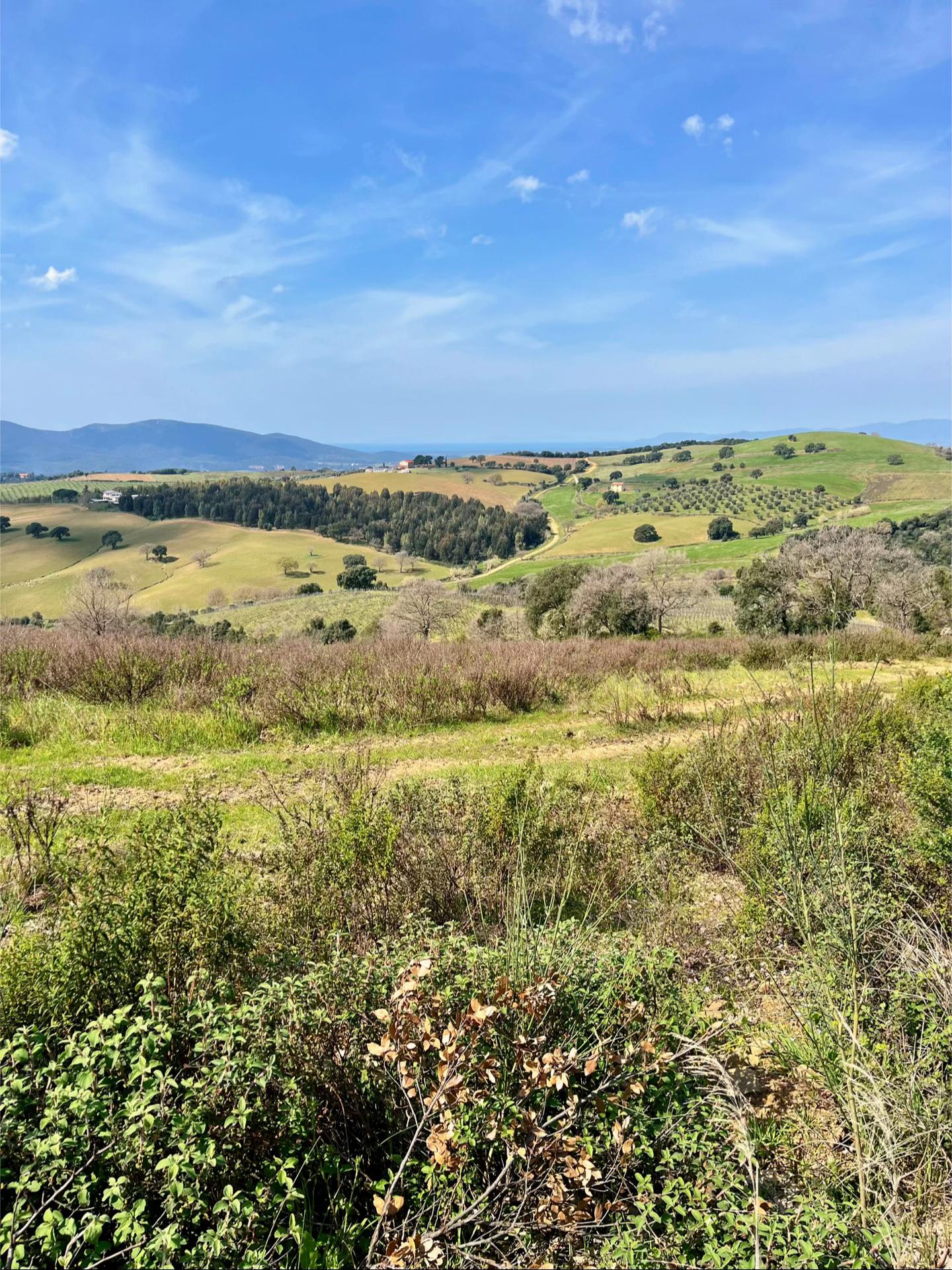 @Maremma Green Passion