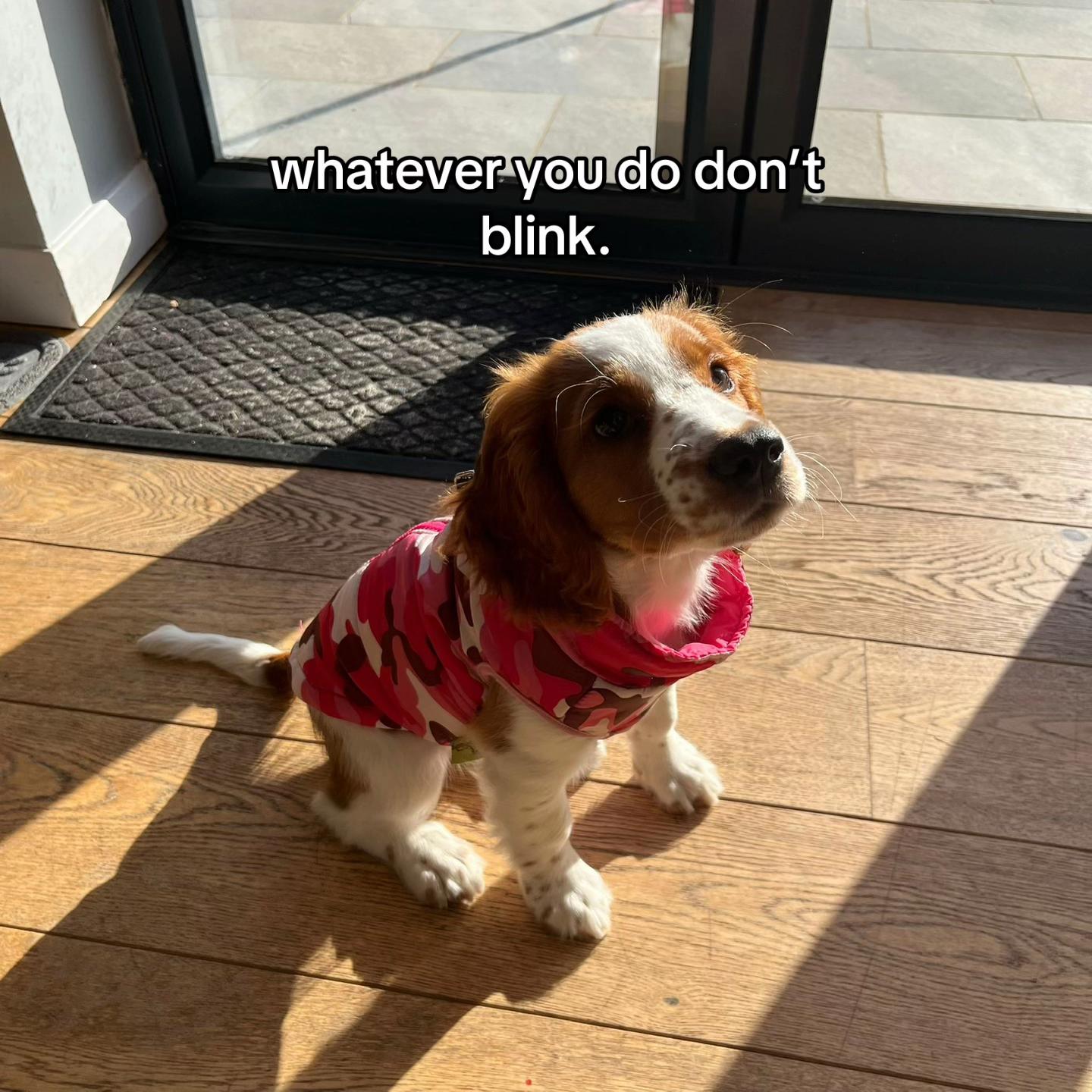 @nellie.the.welshie 🐾