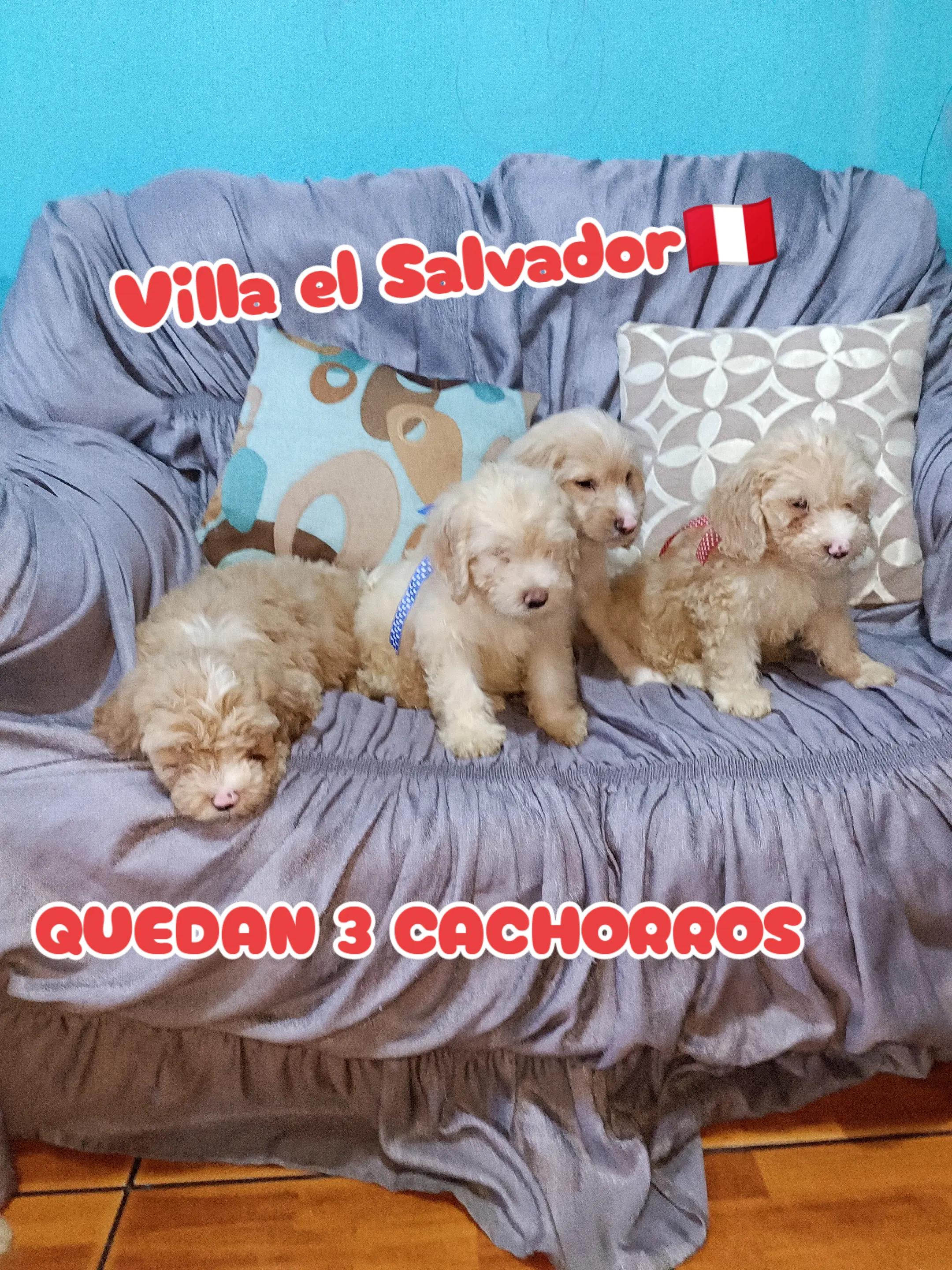 @Perritos Voladores