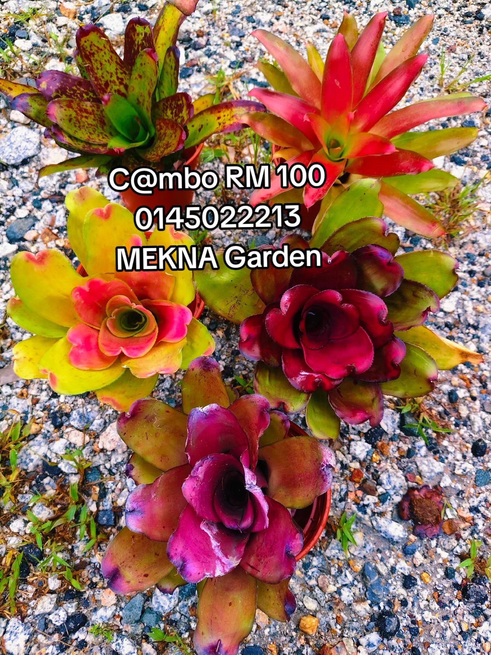 @MEKNA Garden