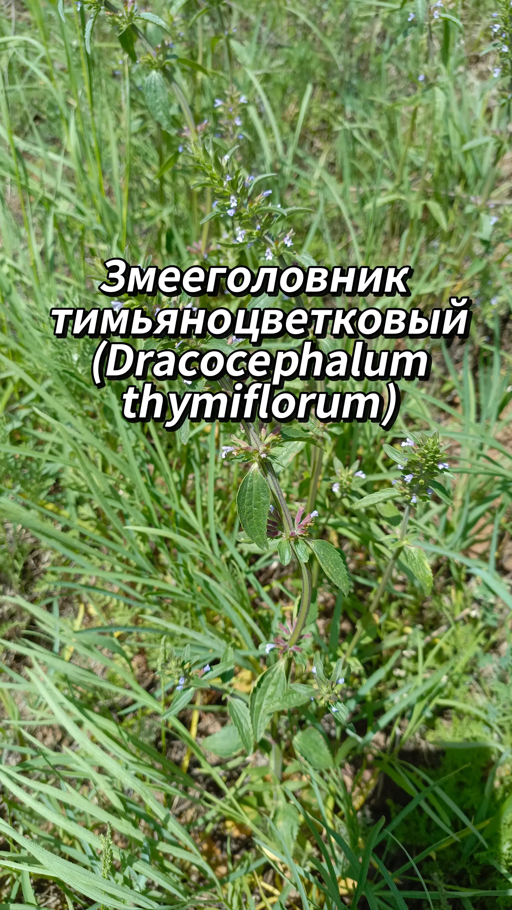 @🍃Зелёный шифр🍃