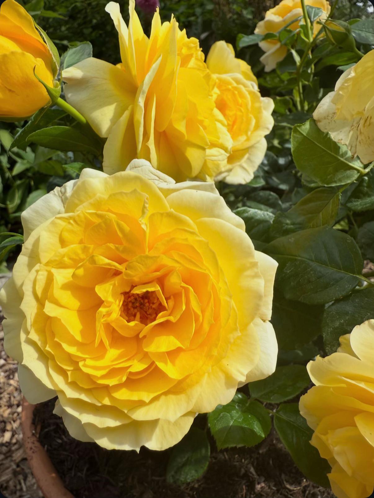 @#gardenerben