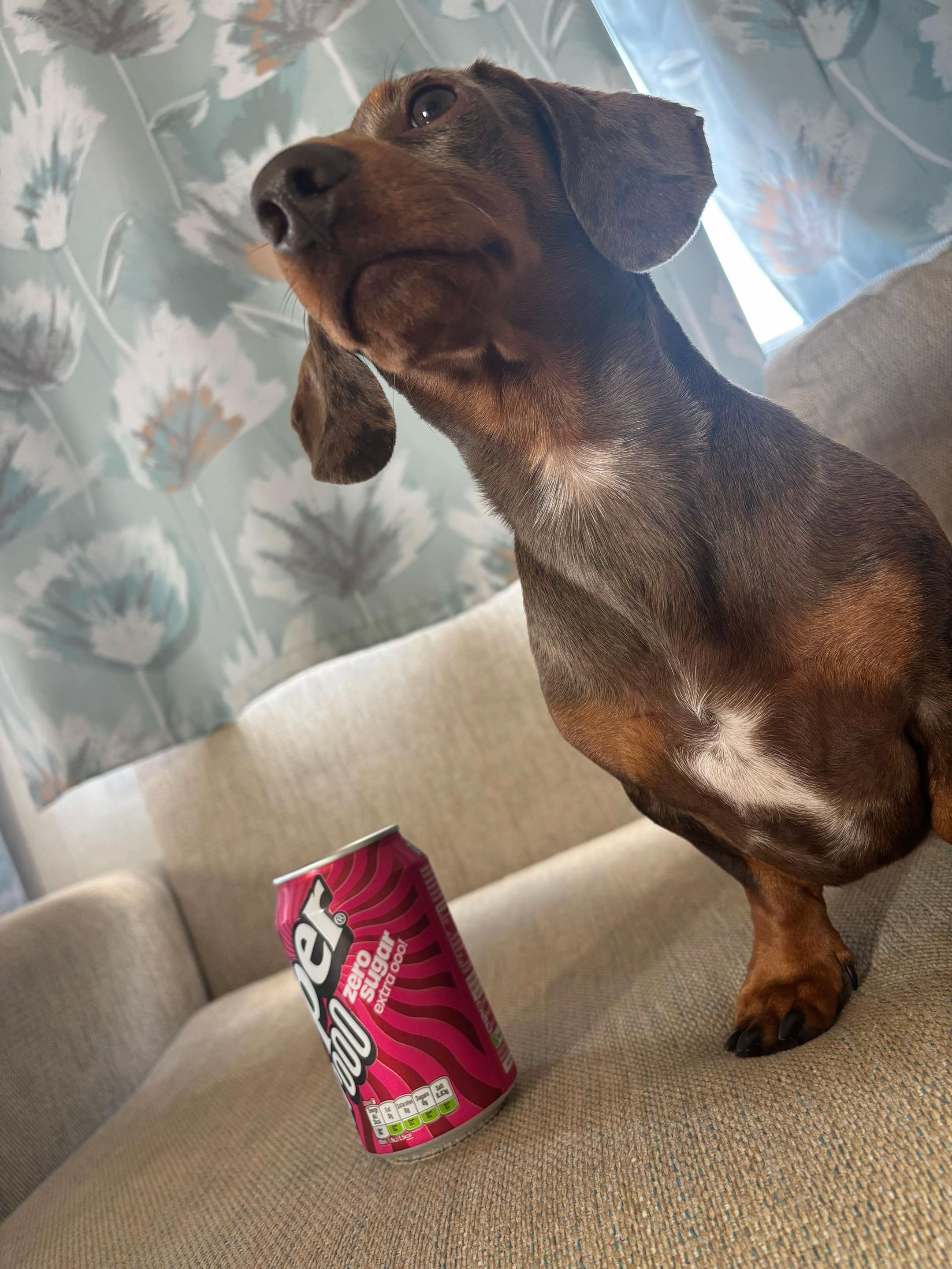 @marleythesausagedog