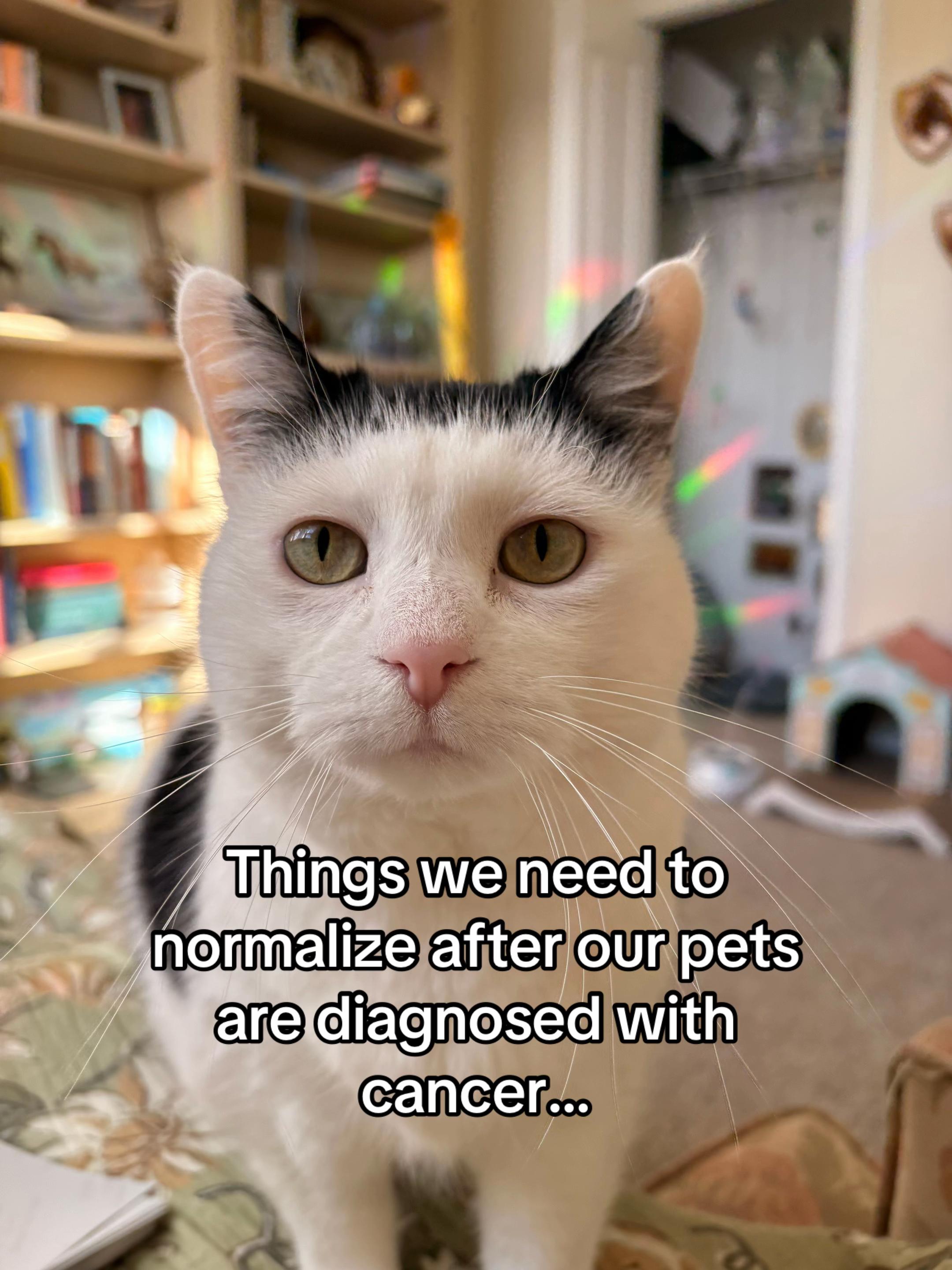 @poppytherescuecat_