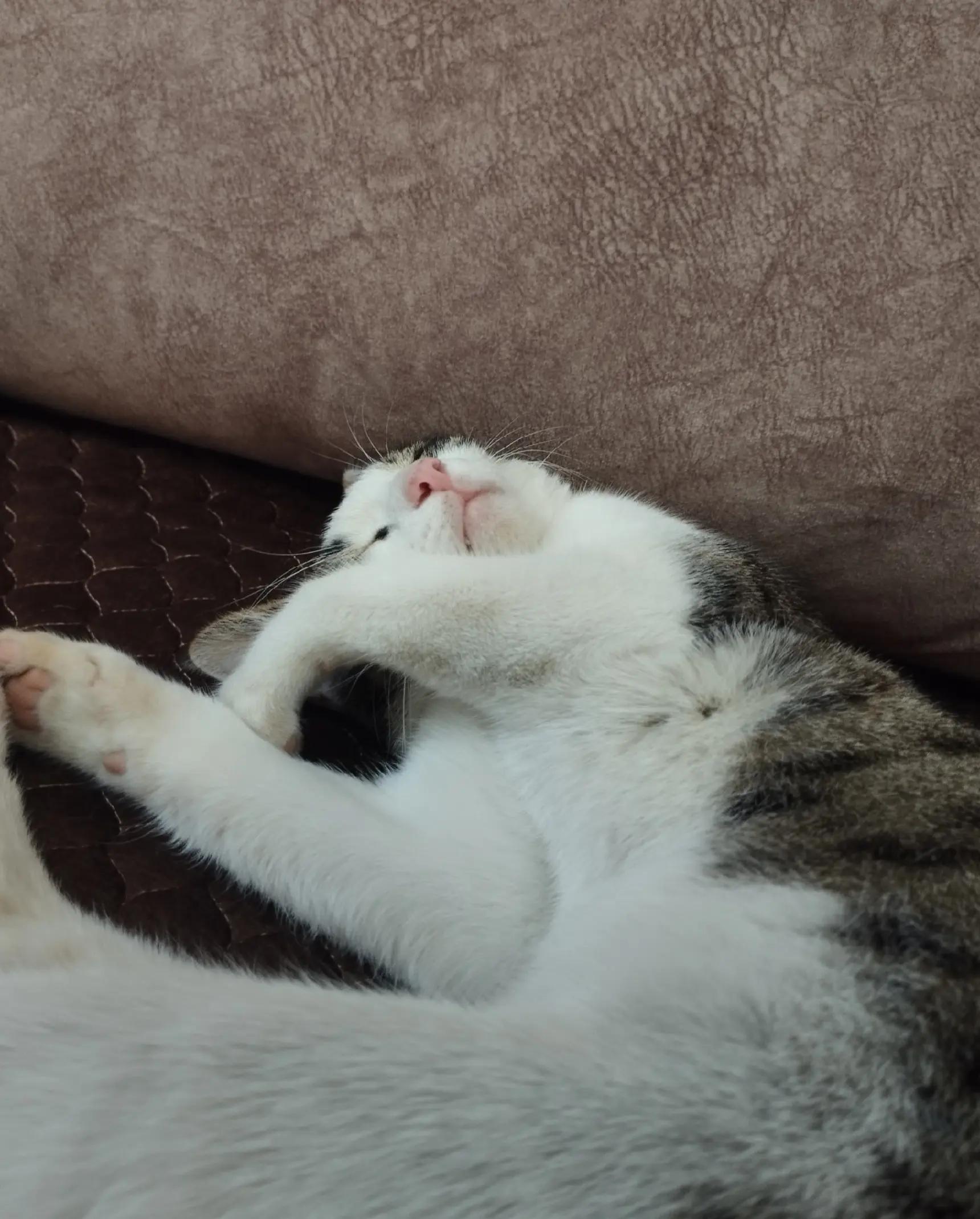 @🐾