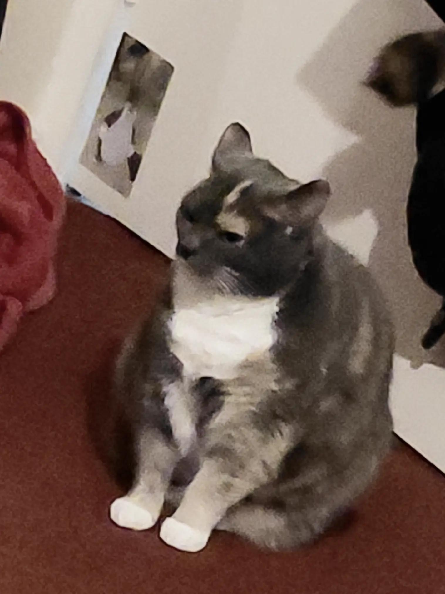 @usercatnip778