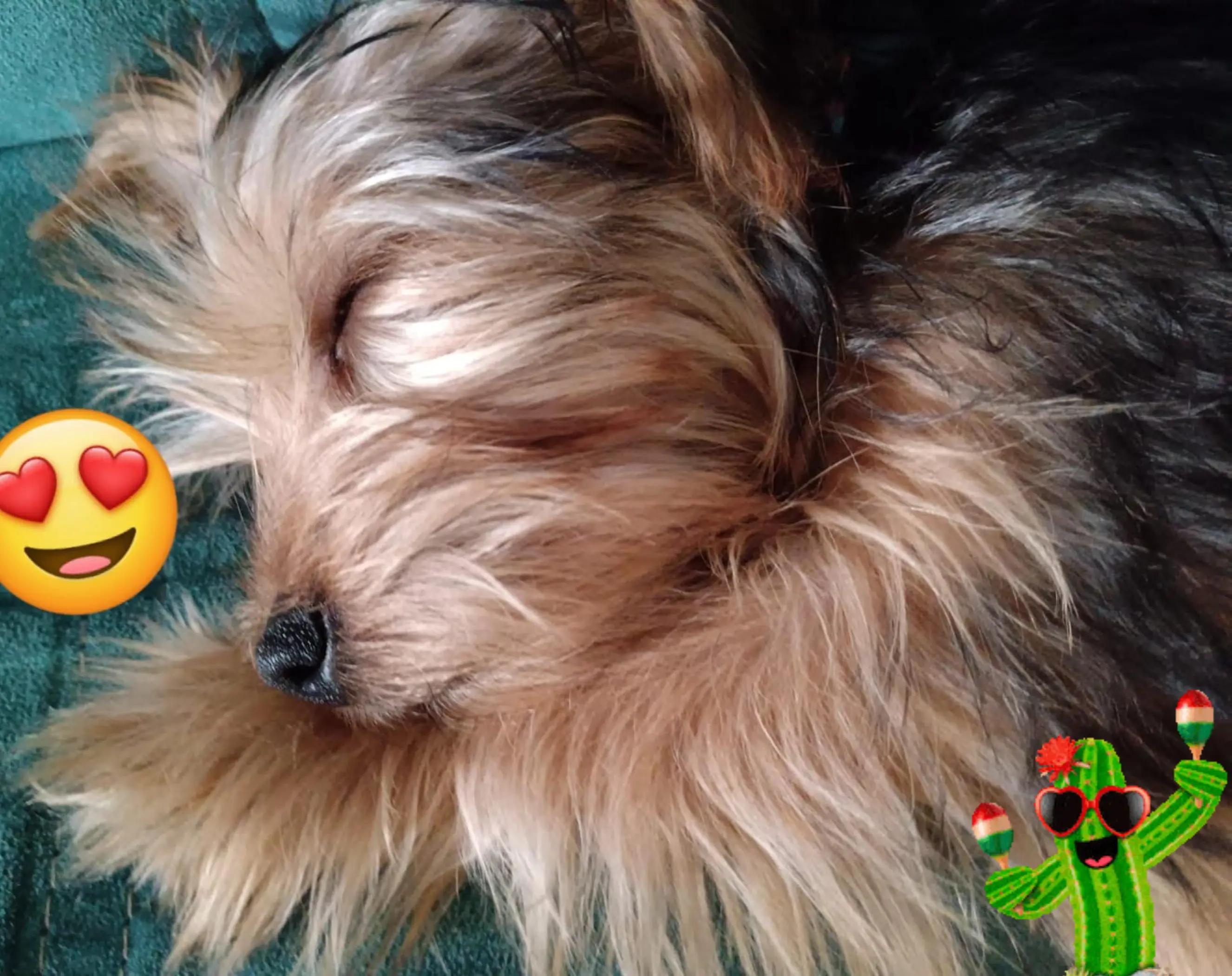@Eddie the yorkie 😘🐶