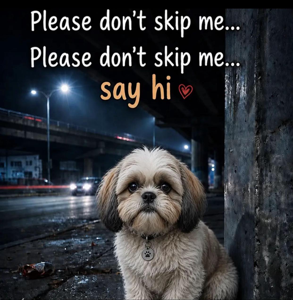 @Teacup Shih Tzu Puppies
