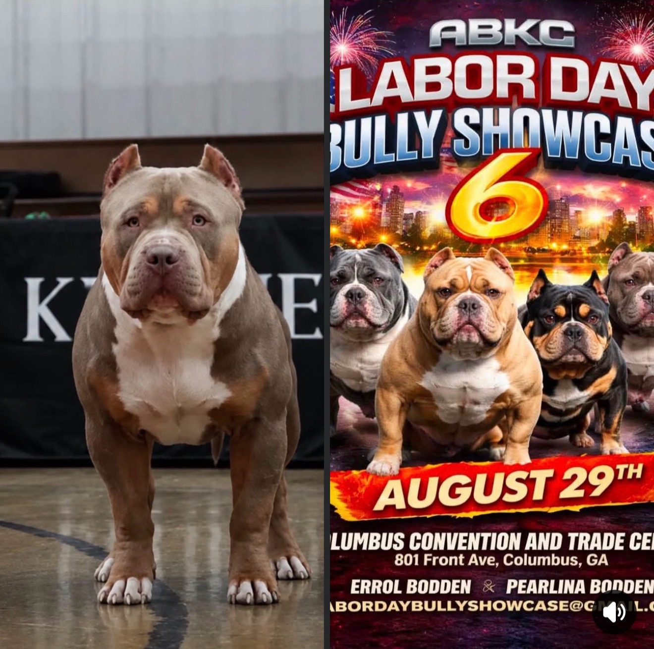 @Dtx_dogkennels