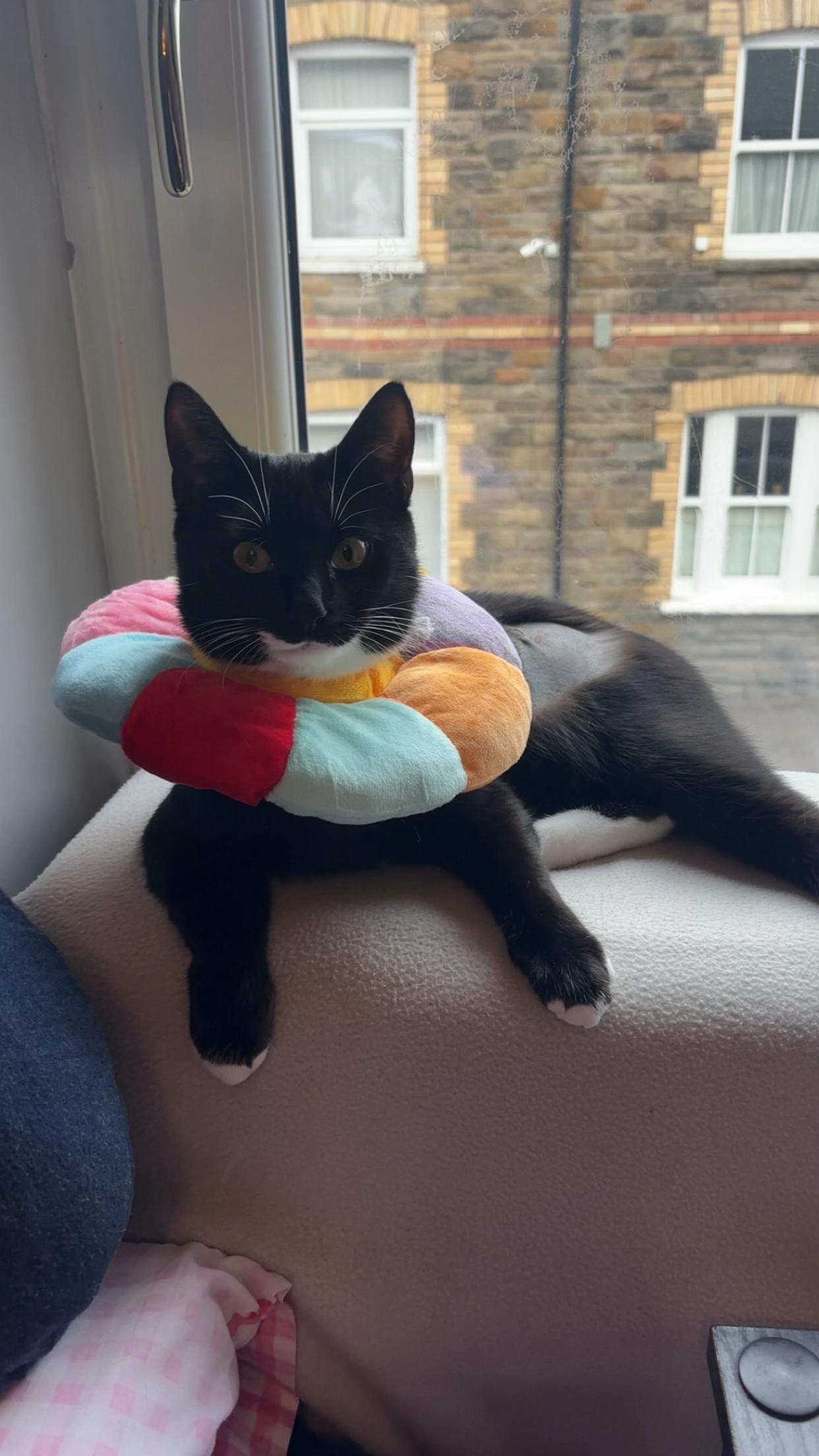 @frankiethetuxedocat_