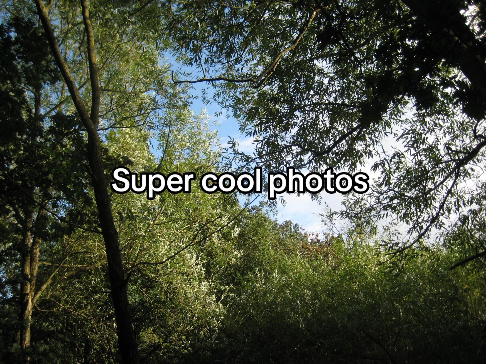 @vietnam.antlers
