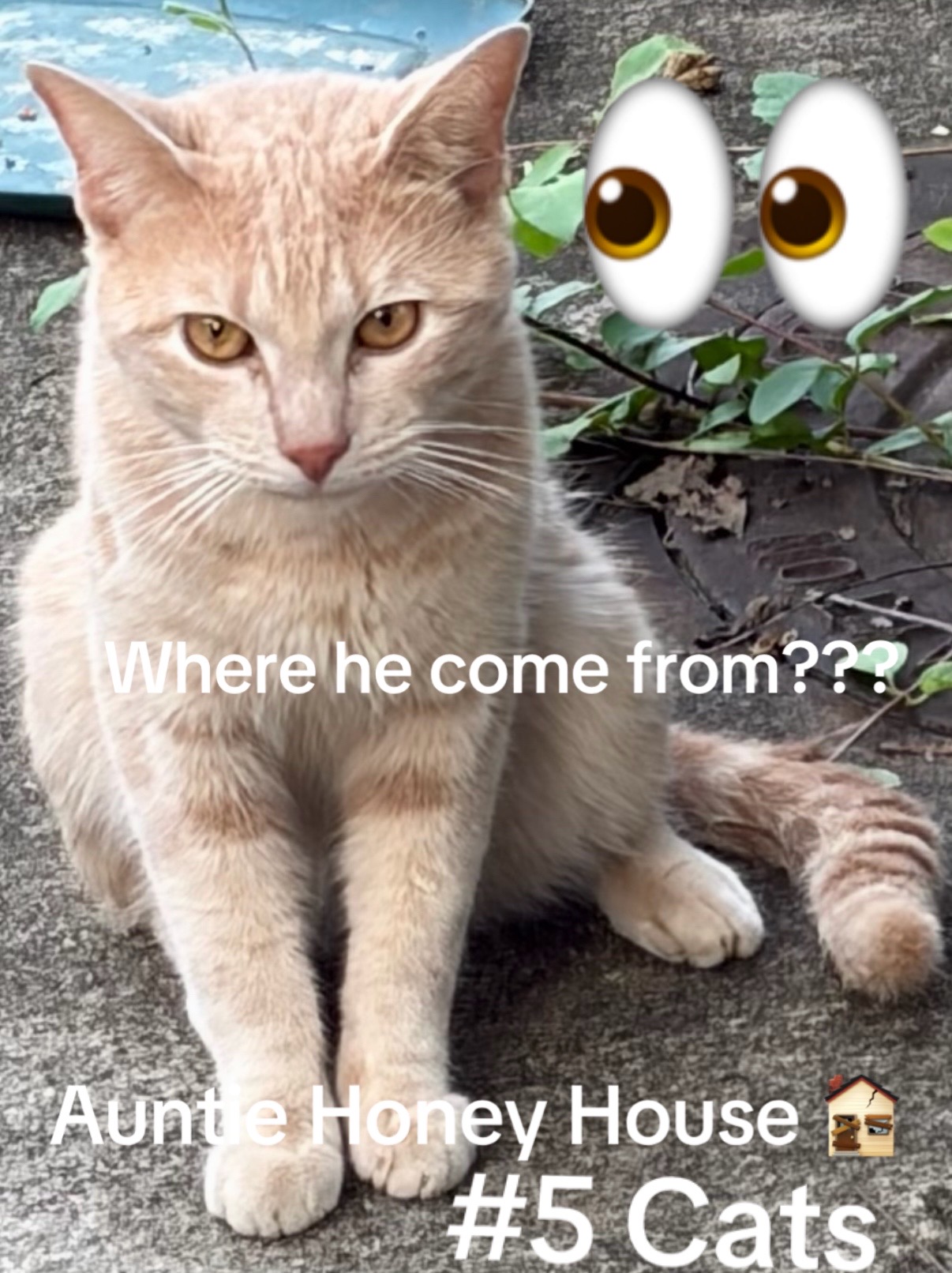 @Auntie Honey Clark 777