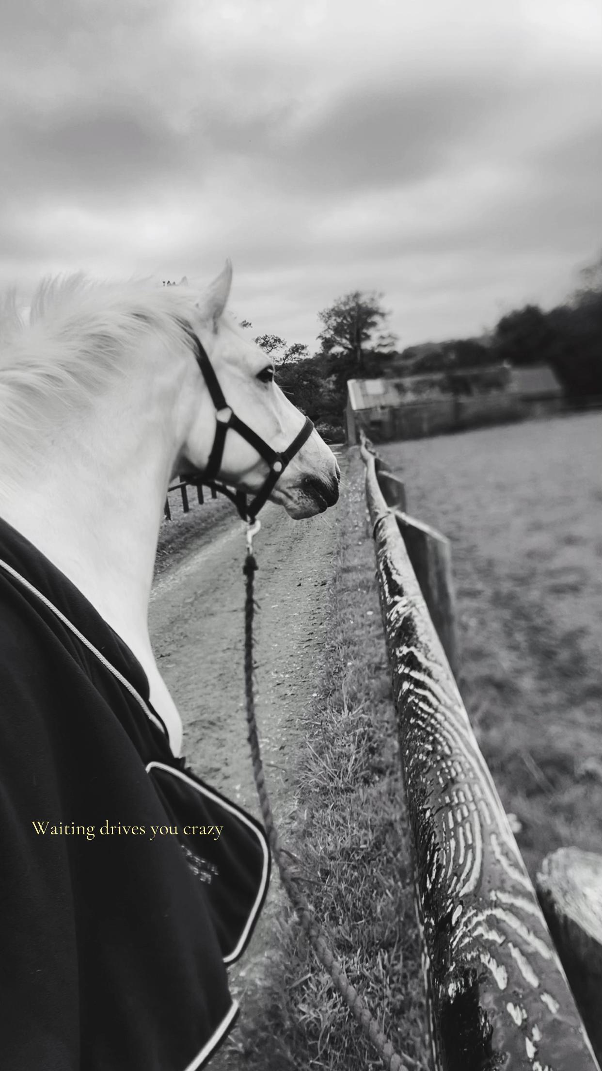 @amelia_showjumping2
