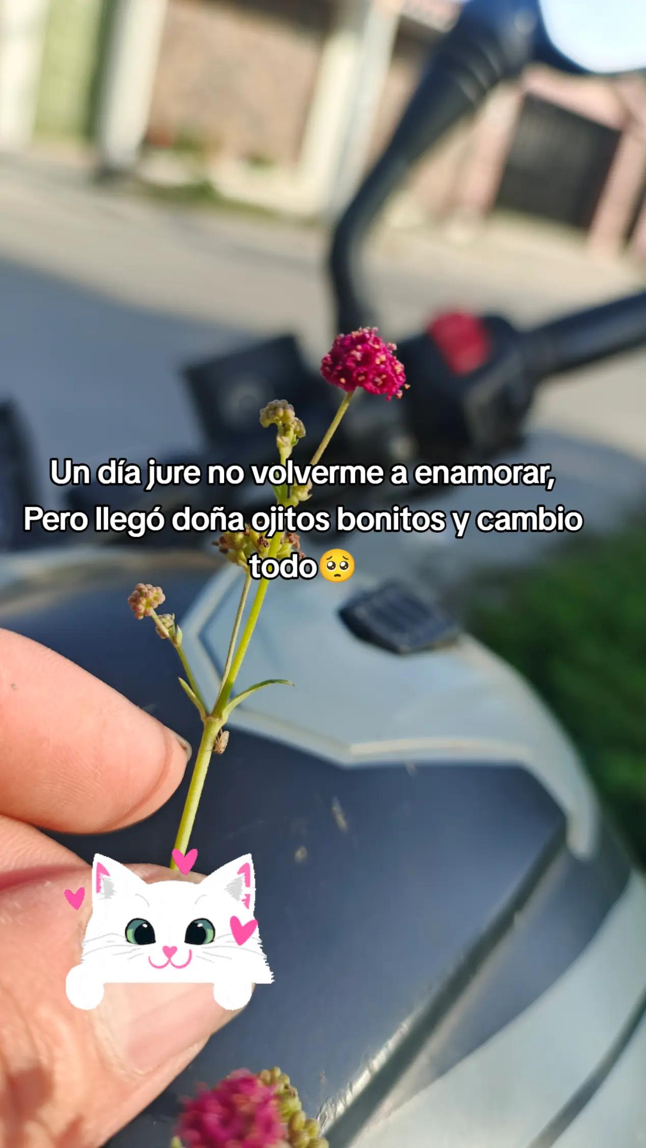 @Ivis 1602🥺
