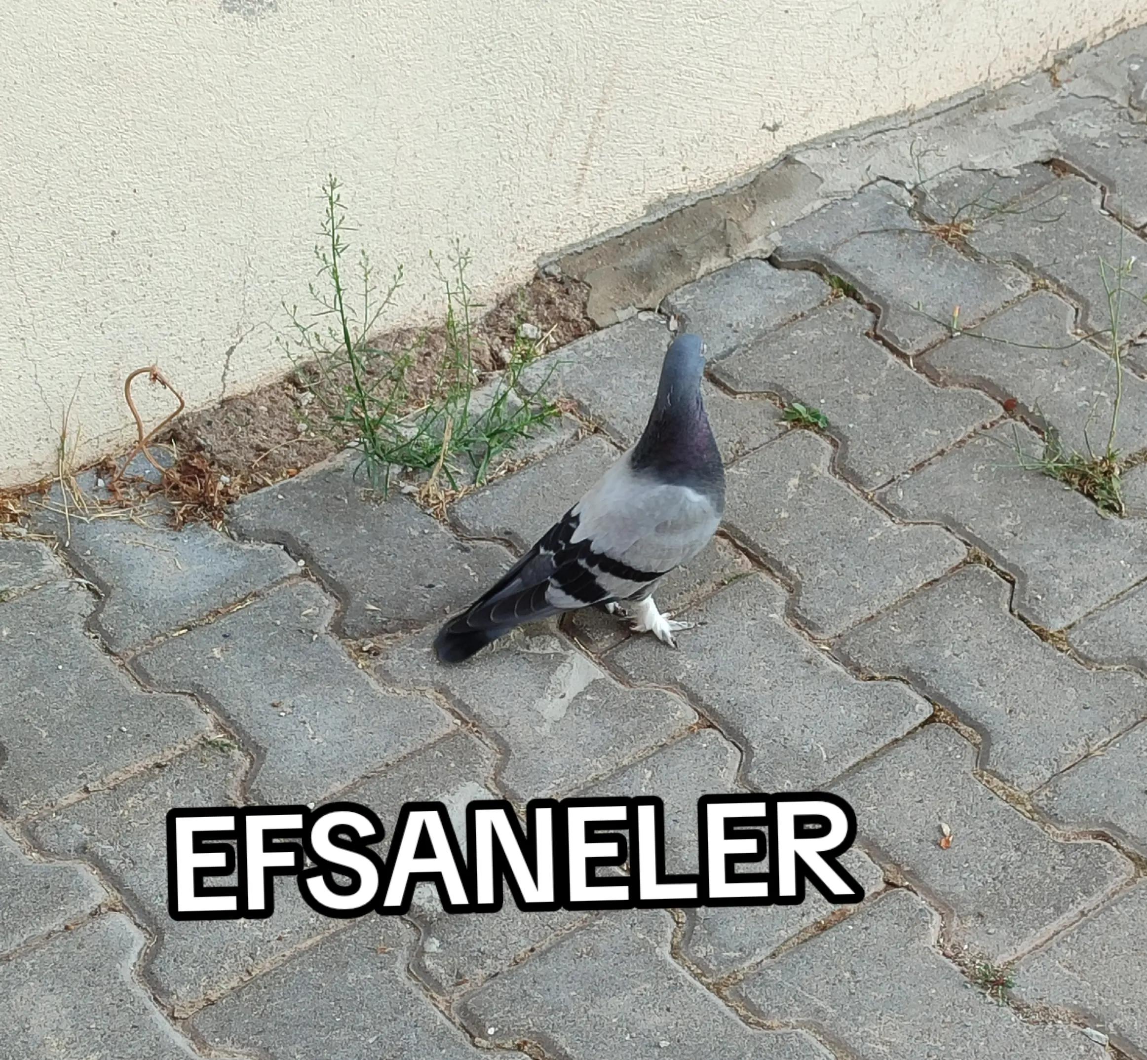 @Hacı Osman Tanrıkulu