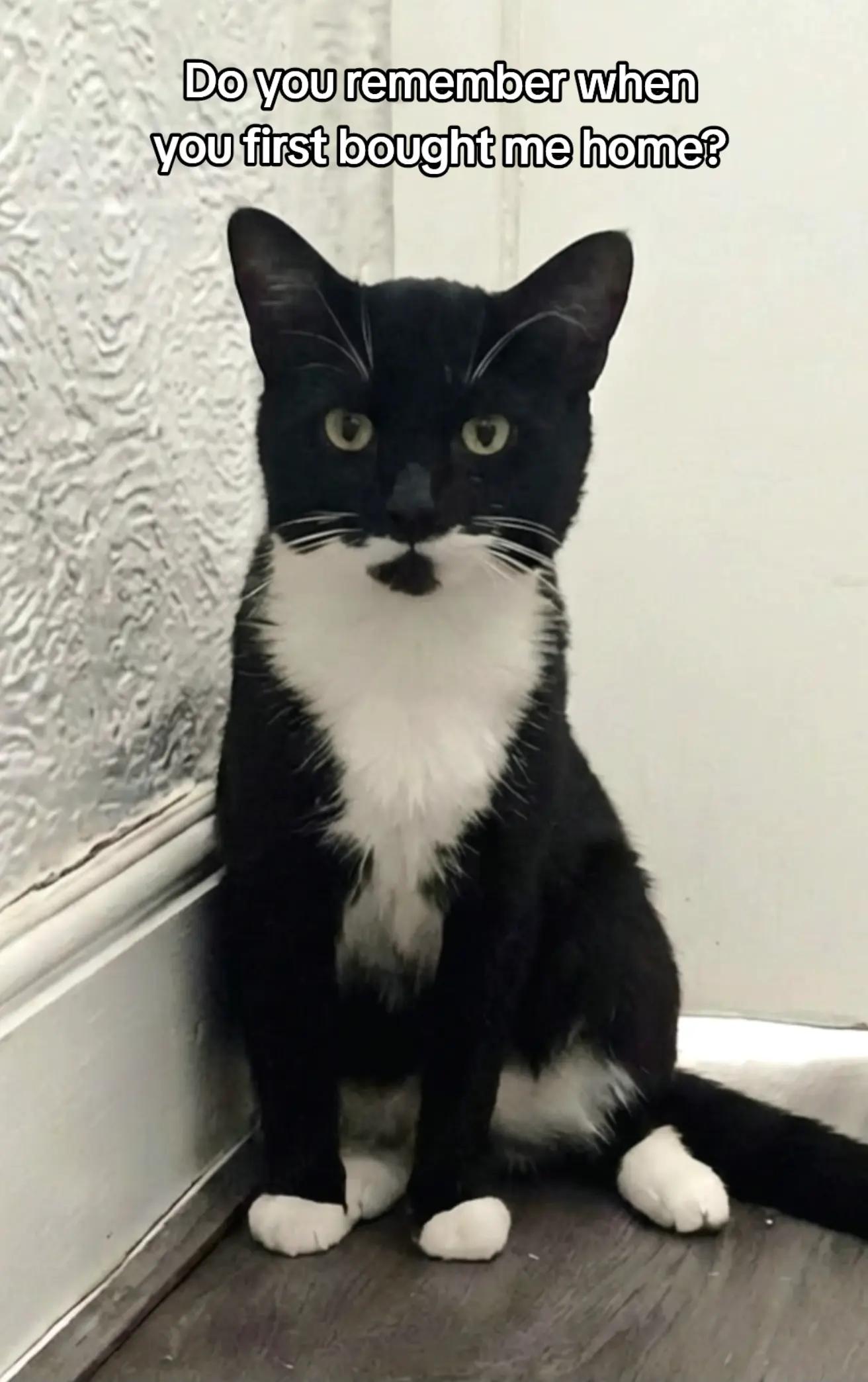 @Truffle the Tuxedo