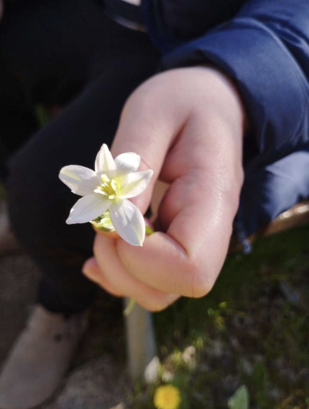 @elksnow